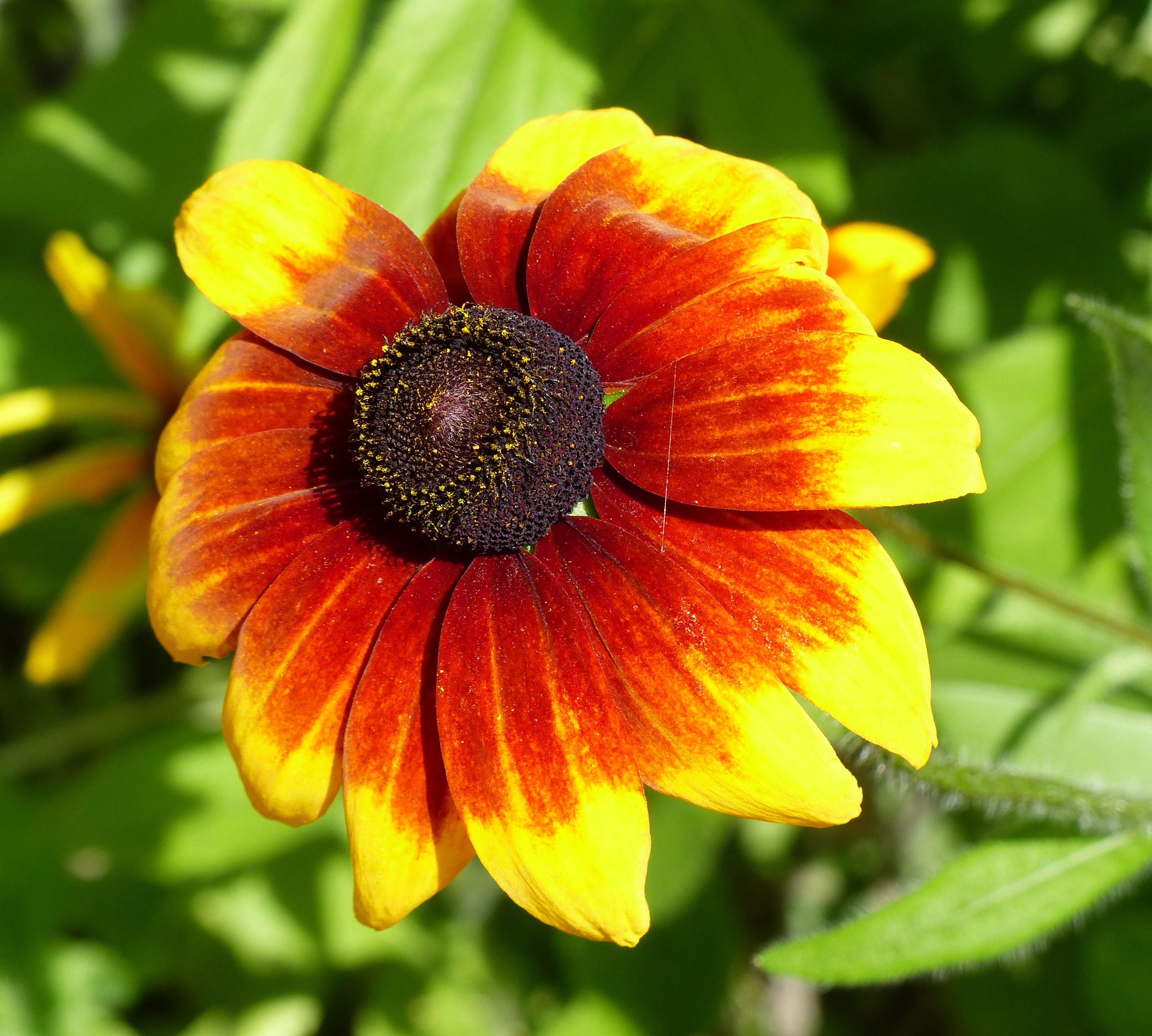 Gloriosa Daisy (Rudbeckia Fulgida) — making it a popular choice for gardeners seeking to infuse their landscapes with vivid color; the Gloriosa, image 50