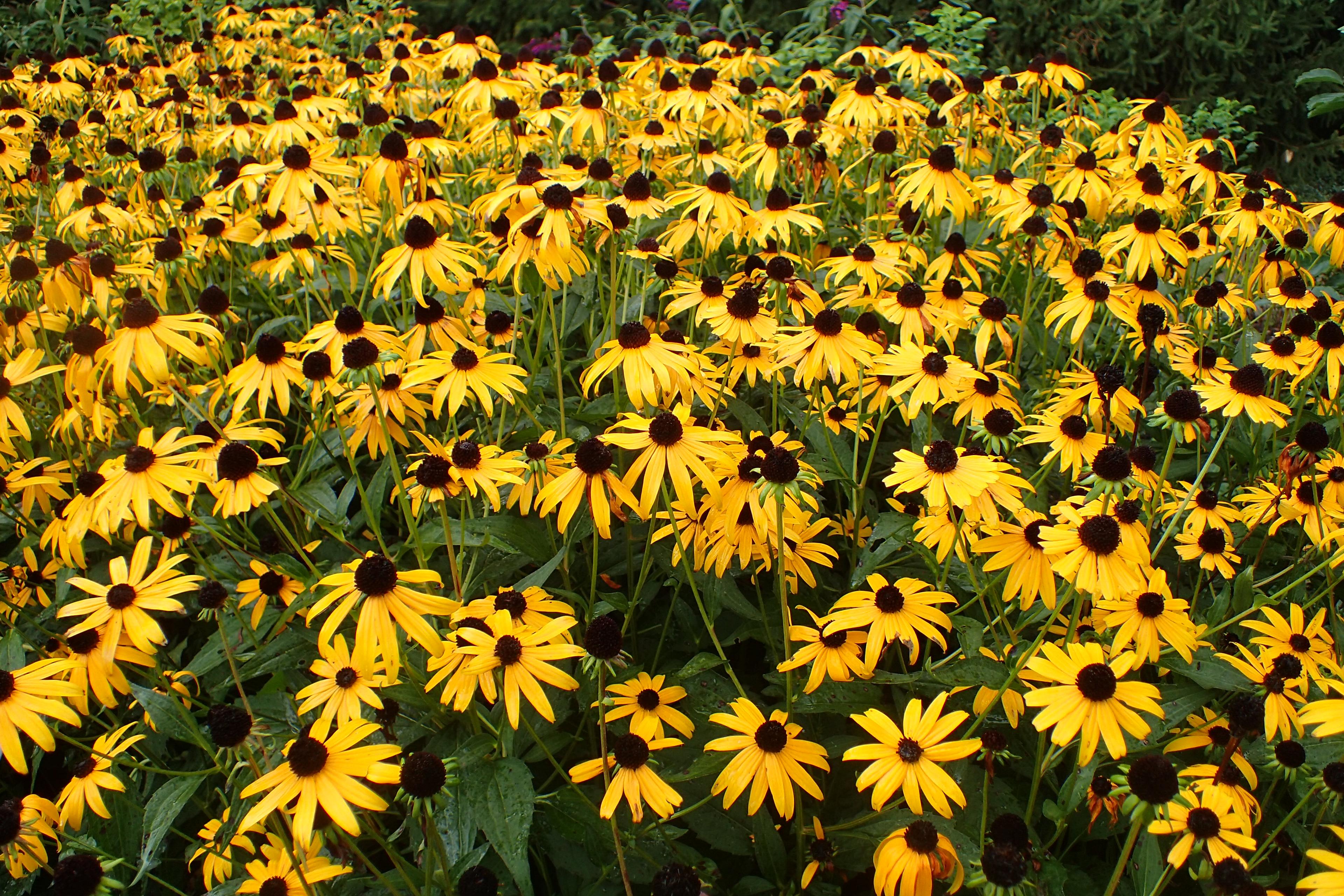Gloriosa Daisy (Rudbeckia Fulgida) — daisy-like flowers with golden-yellow petals radiating from a dark brown to black central cone; prefers, image 94