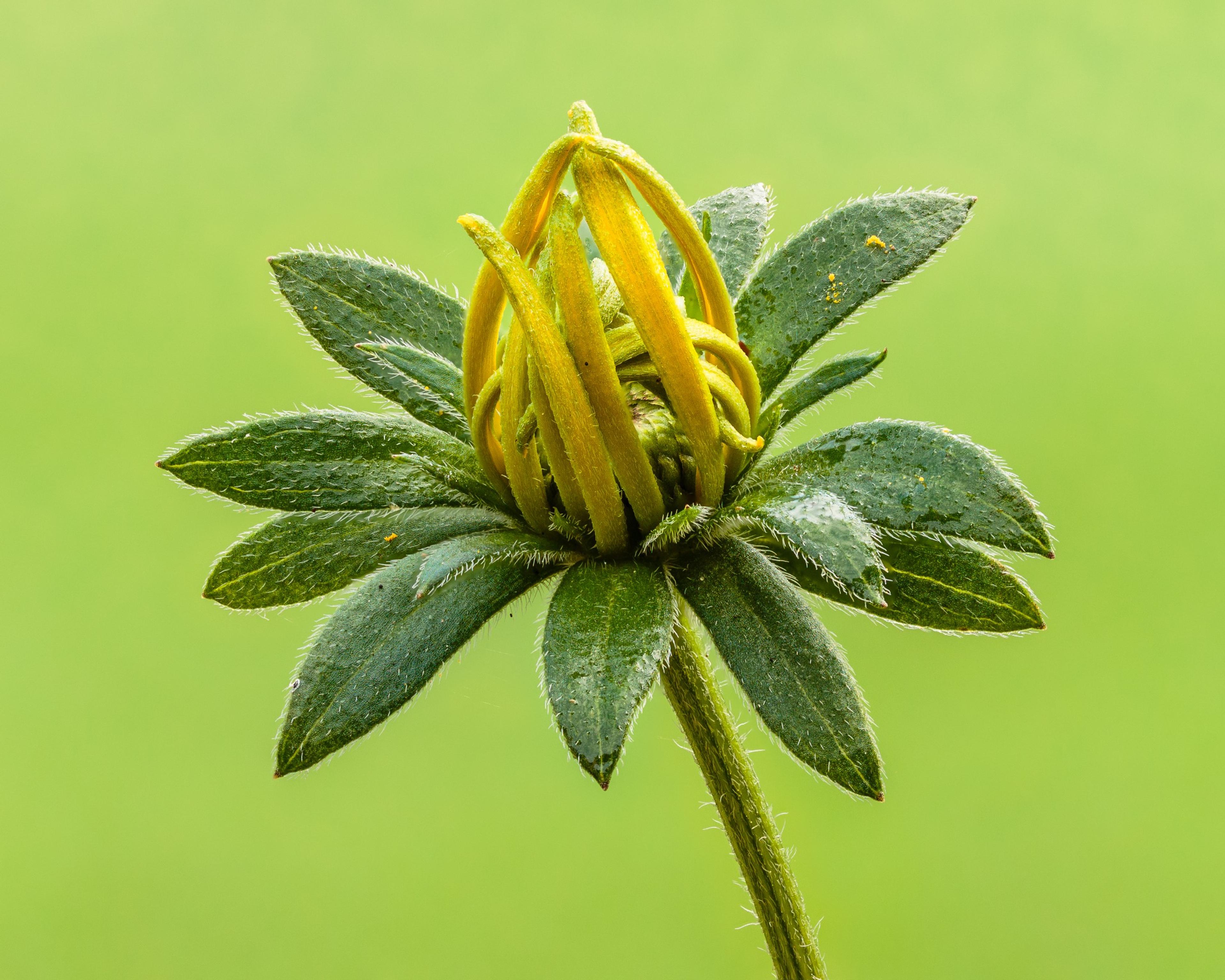 Gloriosa Daisy (Rudbeckia Fulgida) — making it a popular choice for gardeners seeking to infuse their landscapes with vivid color; the Gloriosa, image 155
