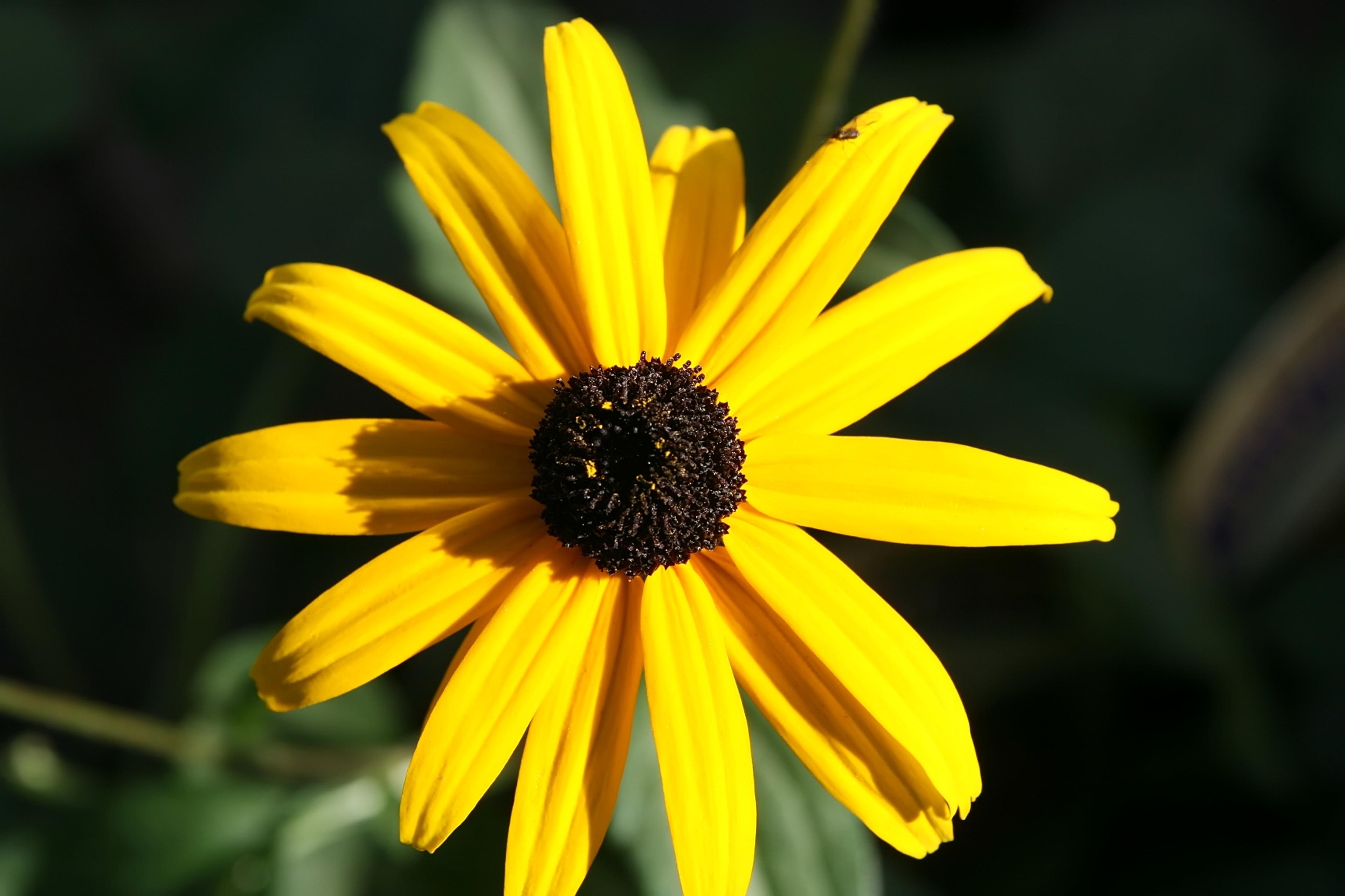 Gloriosa Daisy (Rudbeckia Fulgida) — daisy-like flowers with golden-yellow petals radiating from a dark brown to black central cone; prefers, image 52
