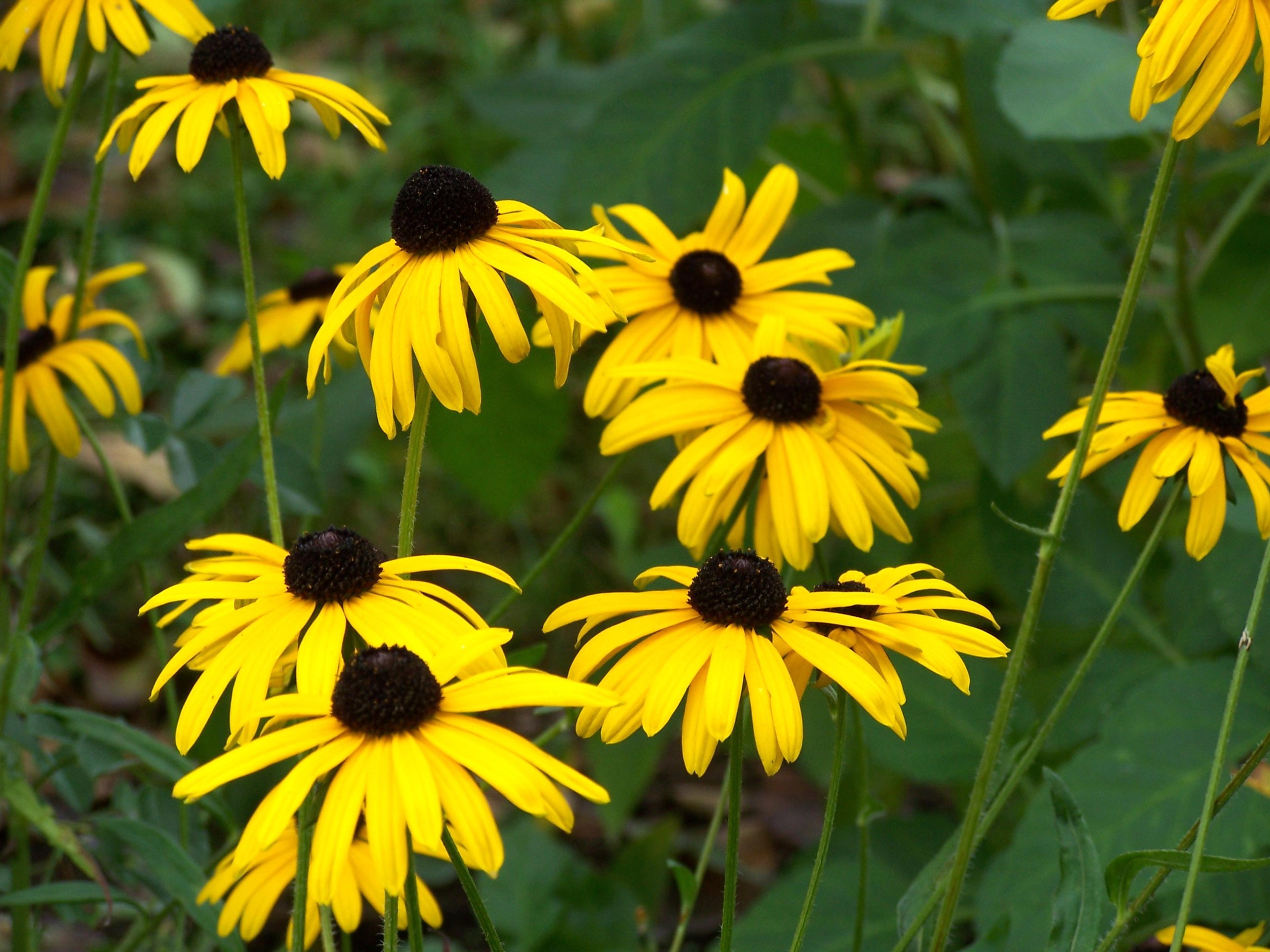 Gloriosa Daisy (Rudbeckia Fulgida) — Prefers well-drained soils with regular moisture, image 88