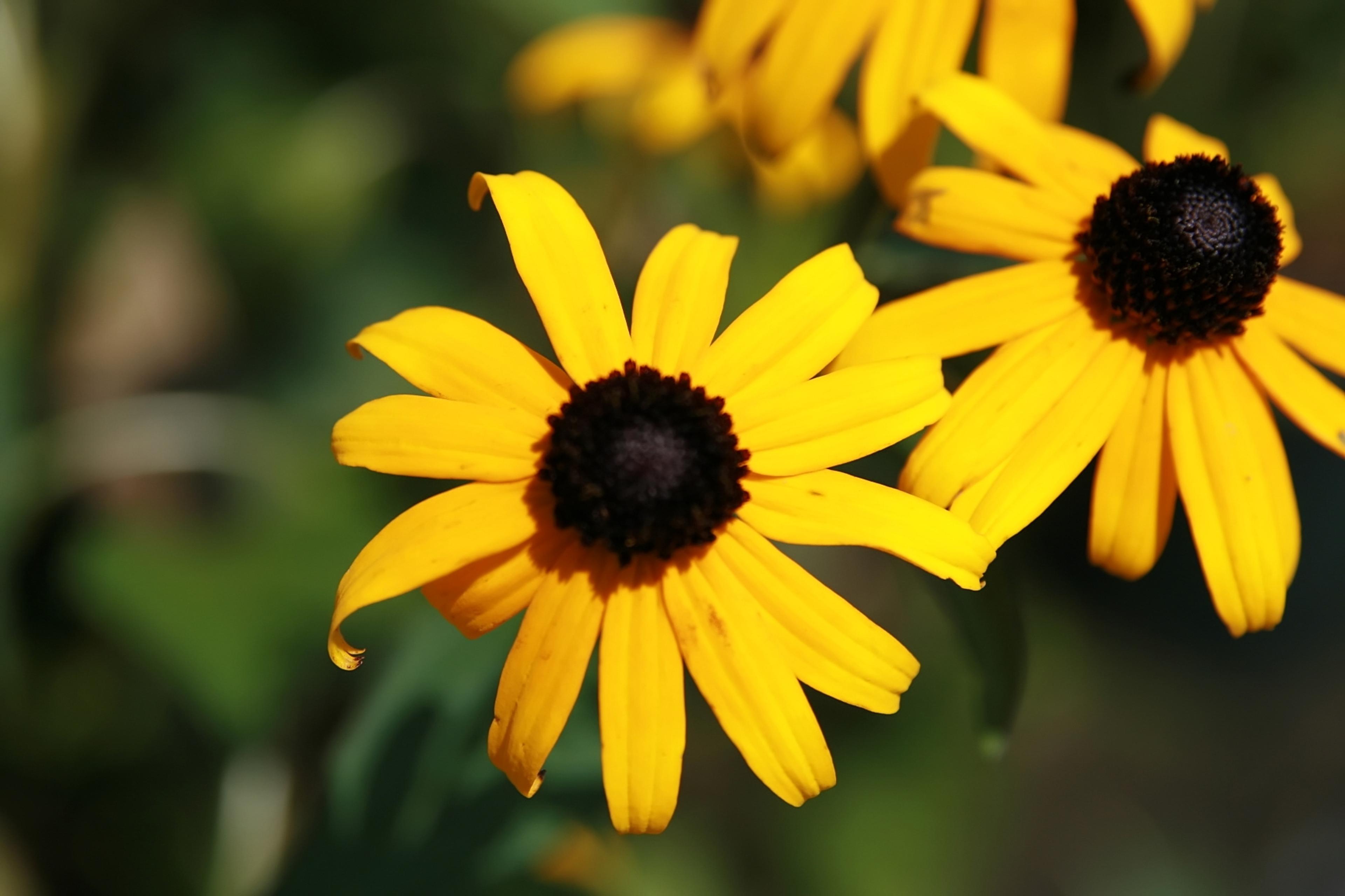 Gloriosa Daisy (Rudbeckia Fulgida) — perennial with yellow blooms; the Gloriosa Daisy thrives in full sunlight but can tolerate partial shade