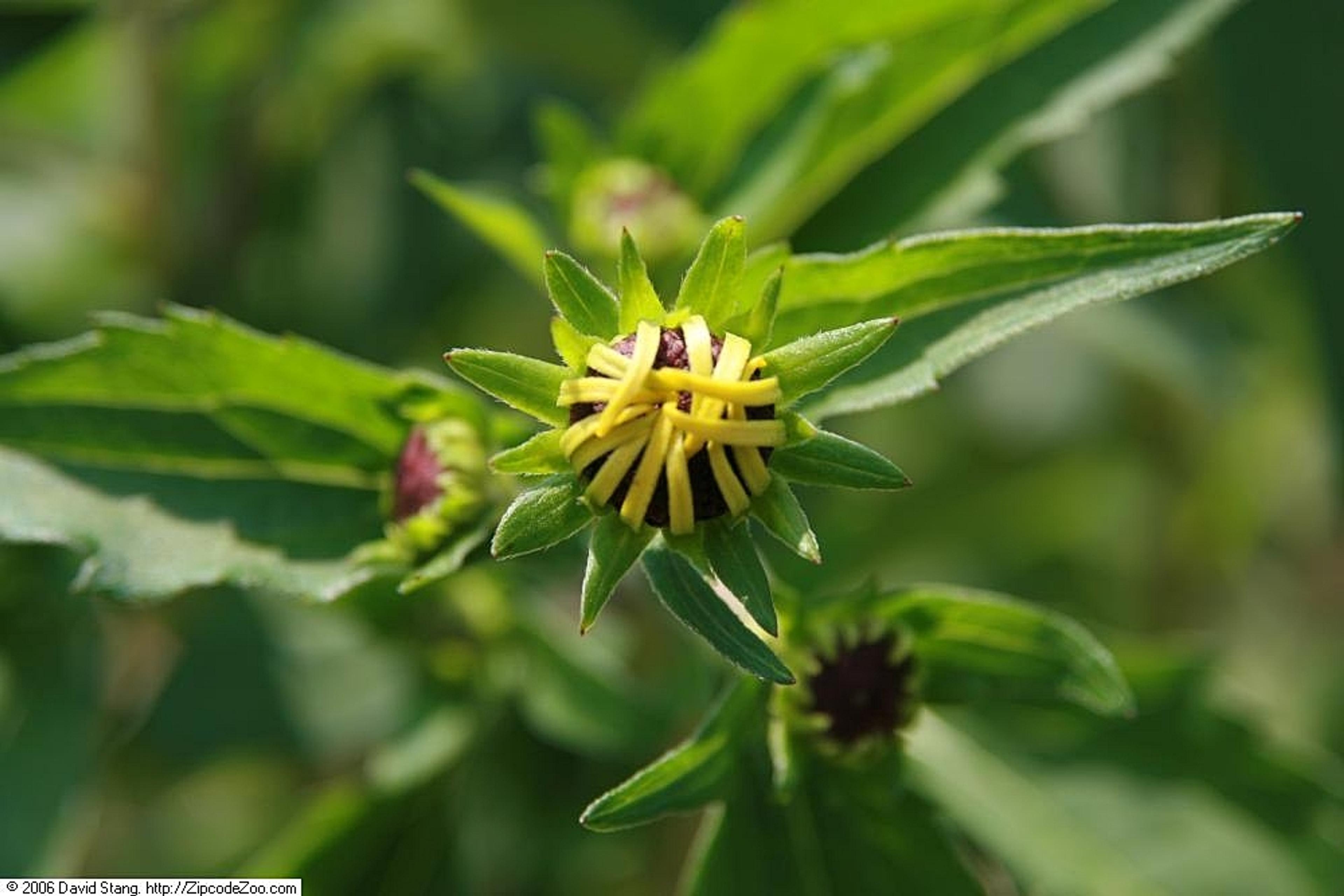 Gloriosa Daisy (Rudbeckia Fulgida) — making it a popular choice for gardeners seeking to infuse their landscapes with vivid color; the Gloriosa Daisy thrives
