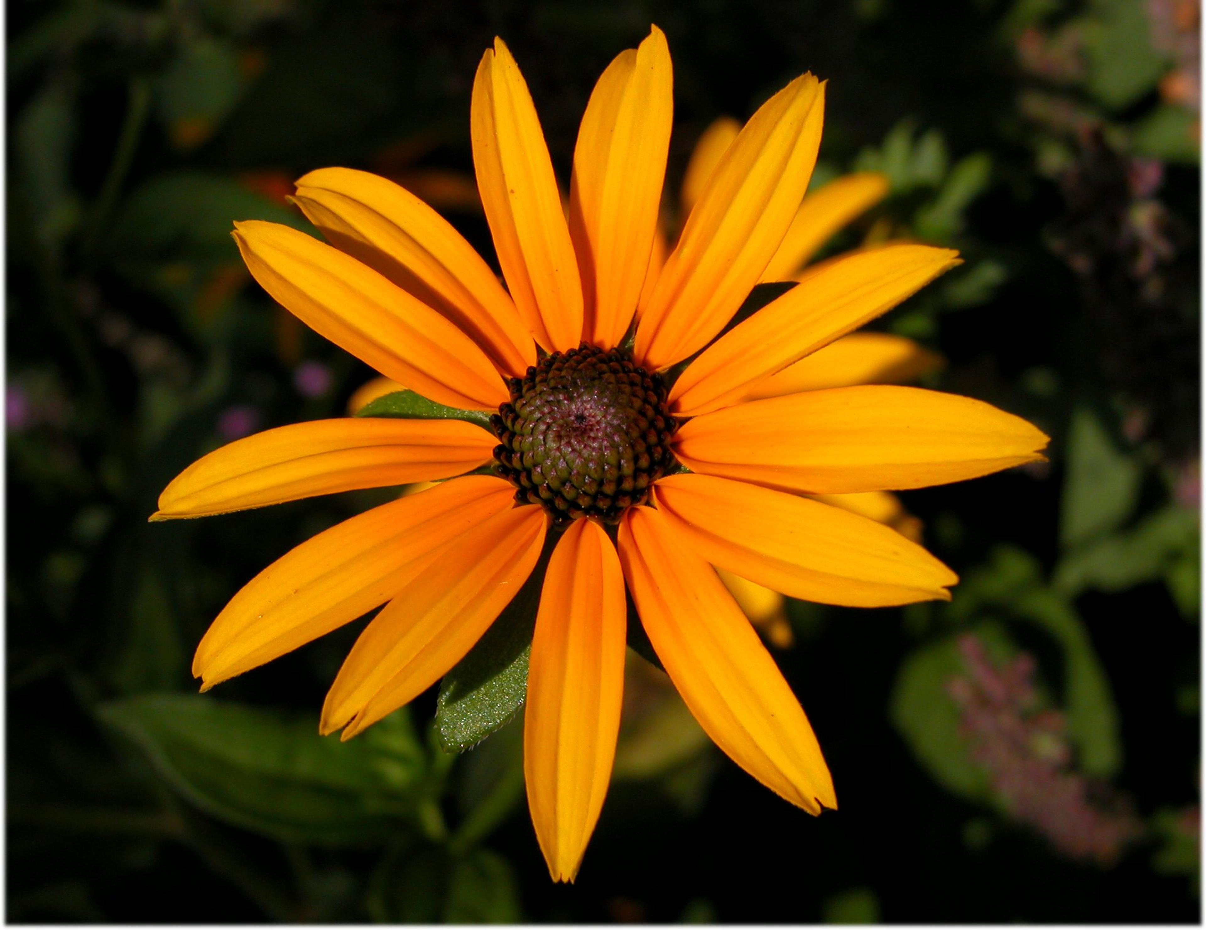 Gloriosa Daisy (Rudbeckia Fulgida) — the Gloriosa Daisy thrives in full sunlight but can tolerate partial shade, image 74