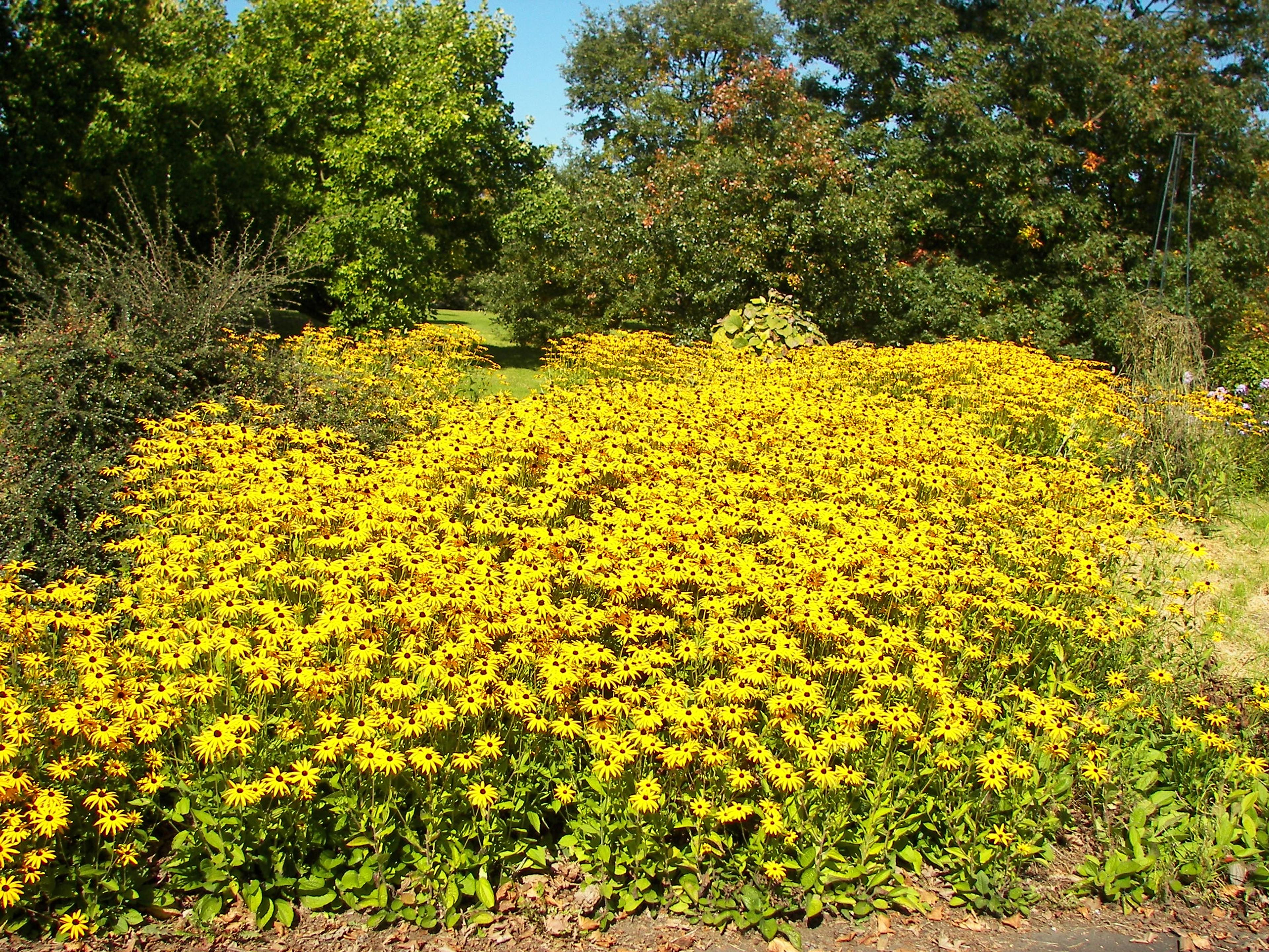 Gloriosa Daisy (Rudbeckia Fulgida) — Hardy in USDA zones 3-9, it blooms from late summer to fall, attracting pollinators; providing not just, image 108