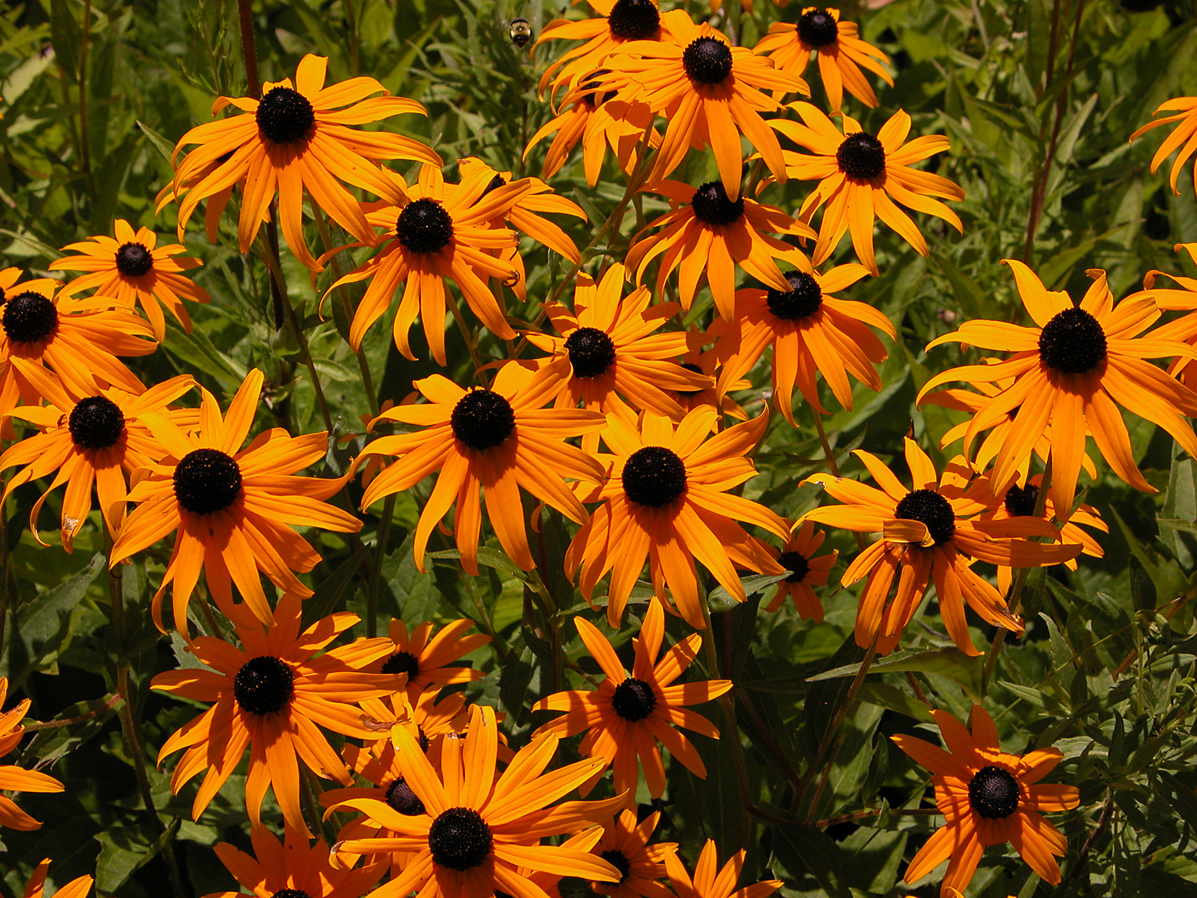 Gloriosa Daisy (Rudbeckia Fulgida) — Drought-tolerant once established; ideal for mass plantings, borders, or as a color accent; the Gloriosa Daisy, image 131