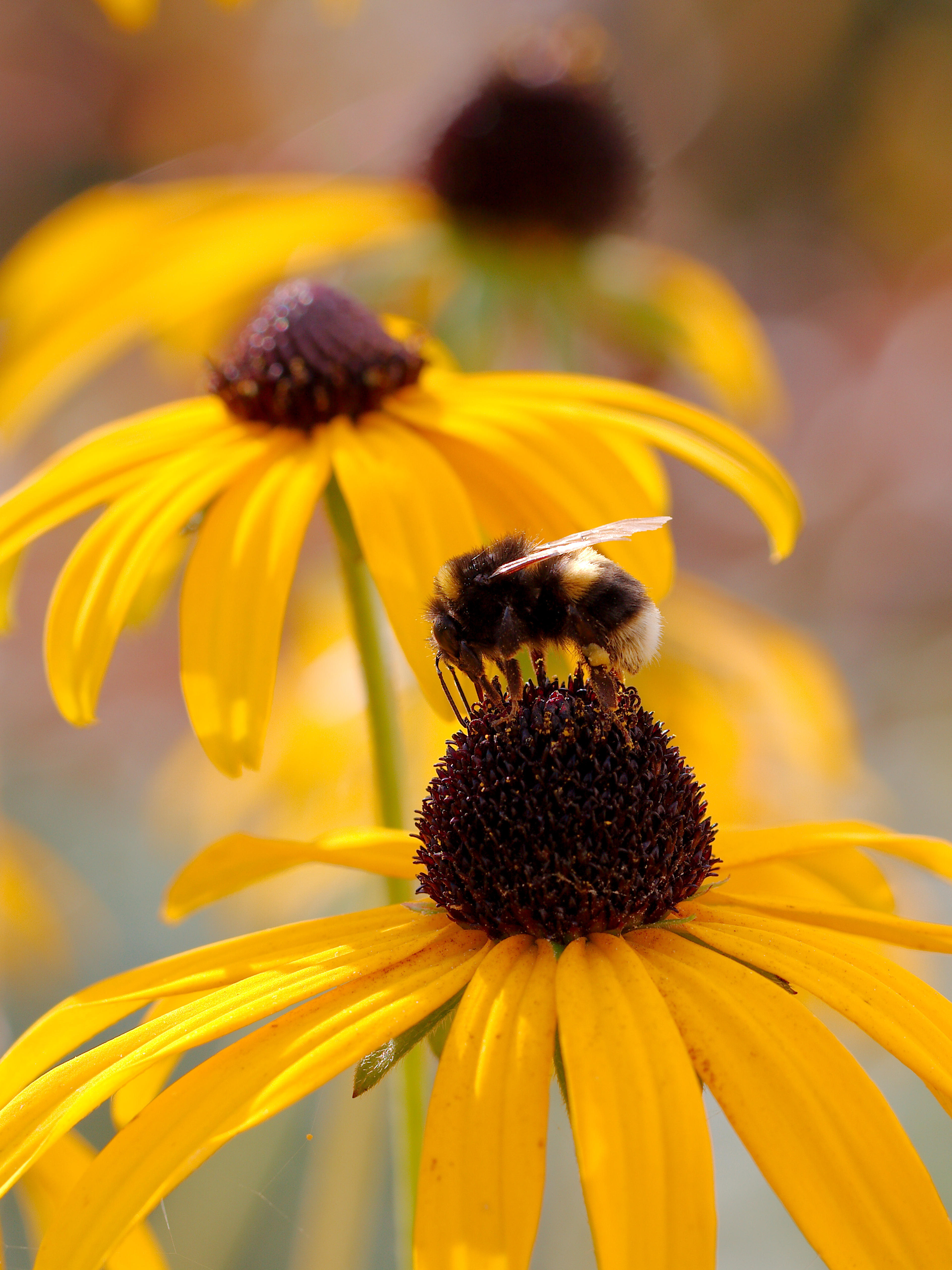 Gloriosa Daisy (Rudbeckia Fulgida) — or as a backdrop in cottage gardens.<br><br>Drought-resistant once established; the Gloriosa Daisy thrives in, image 119