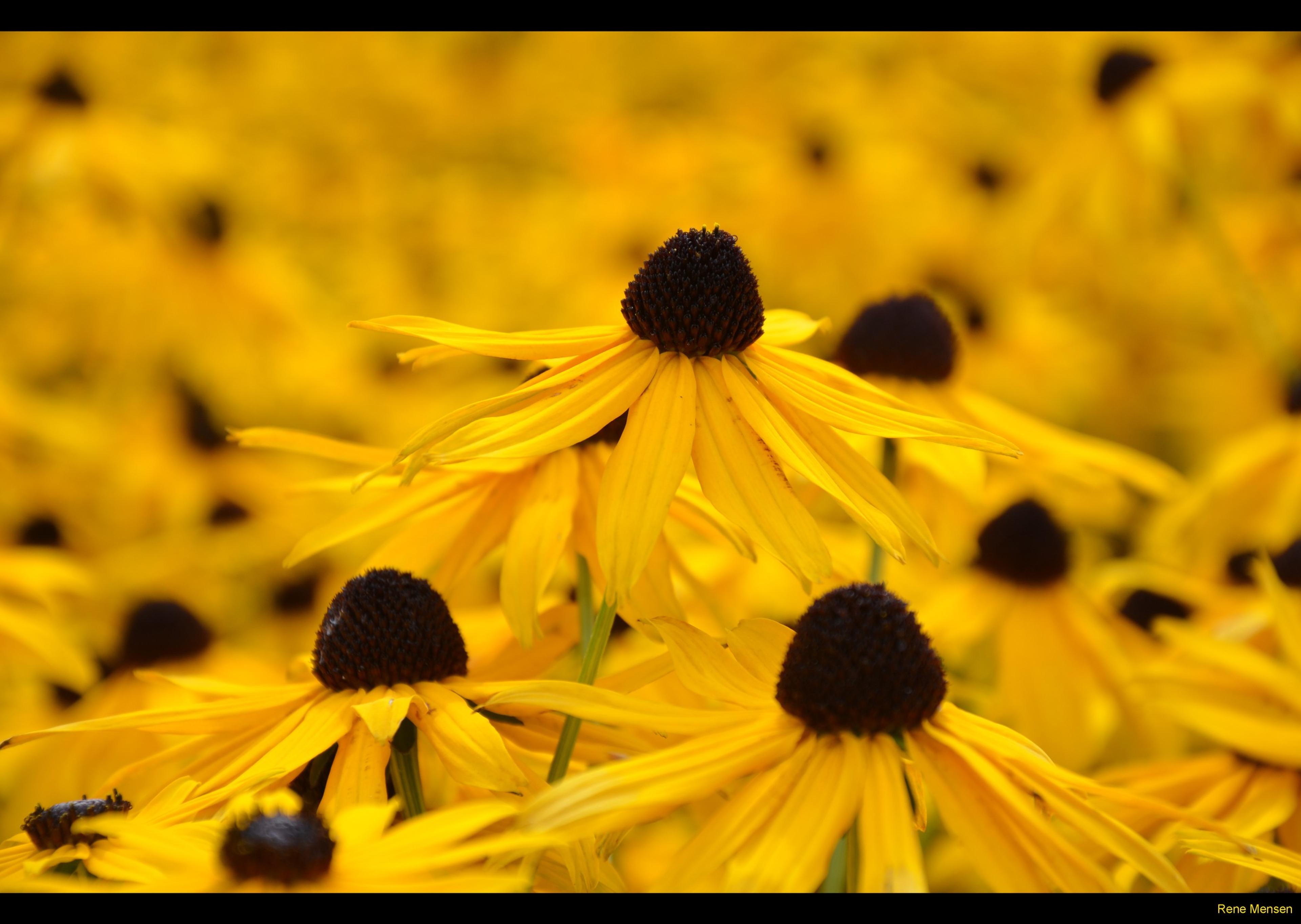 Gloriosa Daisy (Rudbeckia Fulgida) — or as a backdrop in cottage gardens.<br><br>Drought-resistant once established