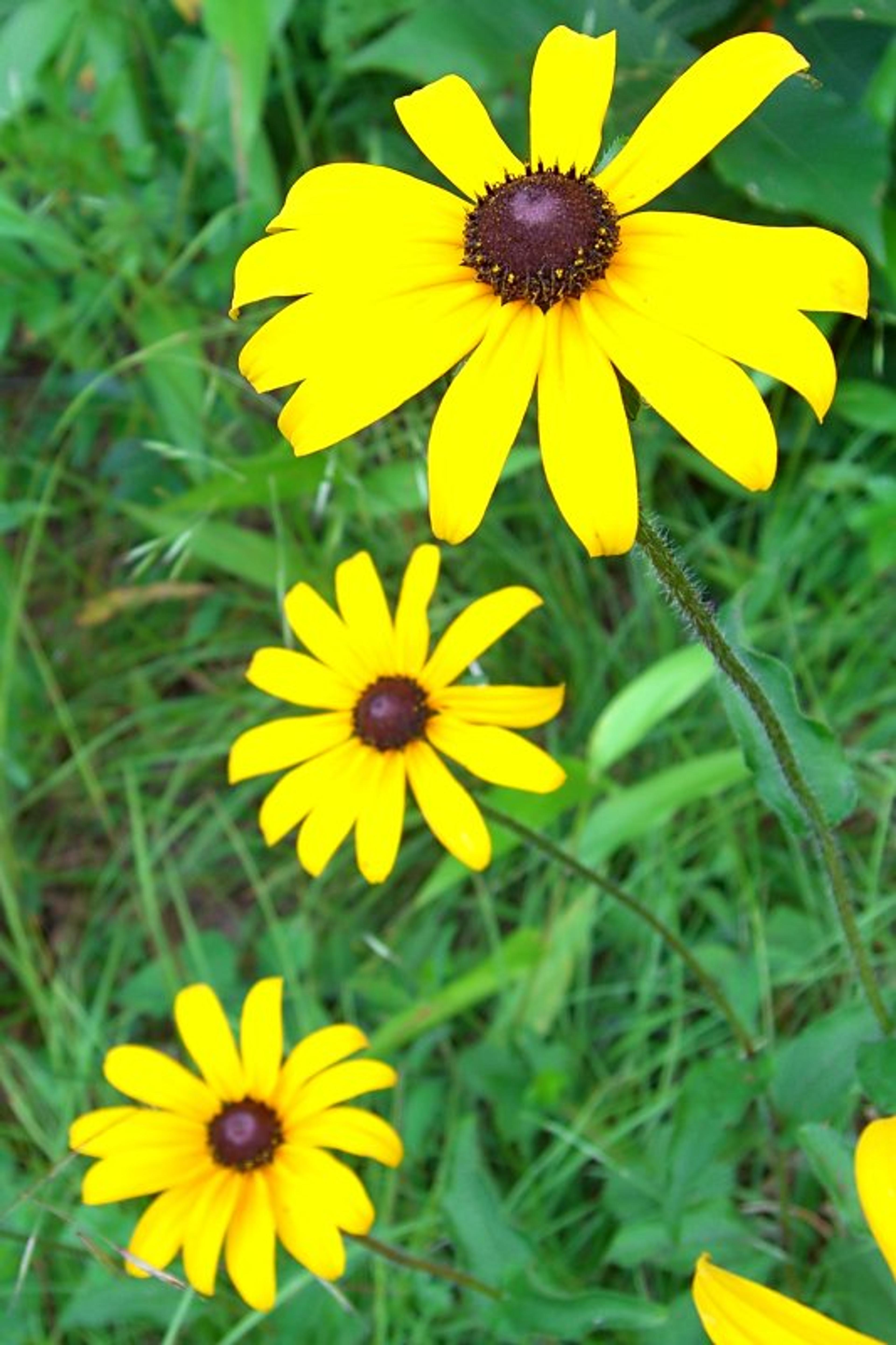 Gloriosa Daisy (Rudbeckia Fulgida) — which lasts from midsummer to early fall; the Gloriosa Daisy thrives in full sunlight but can tolerate partial shade