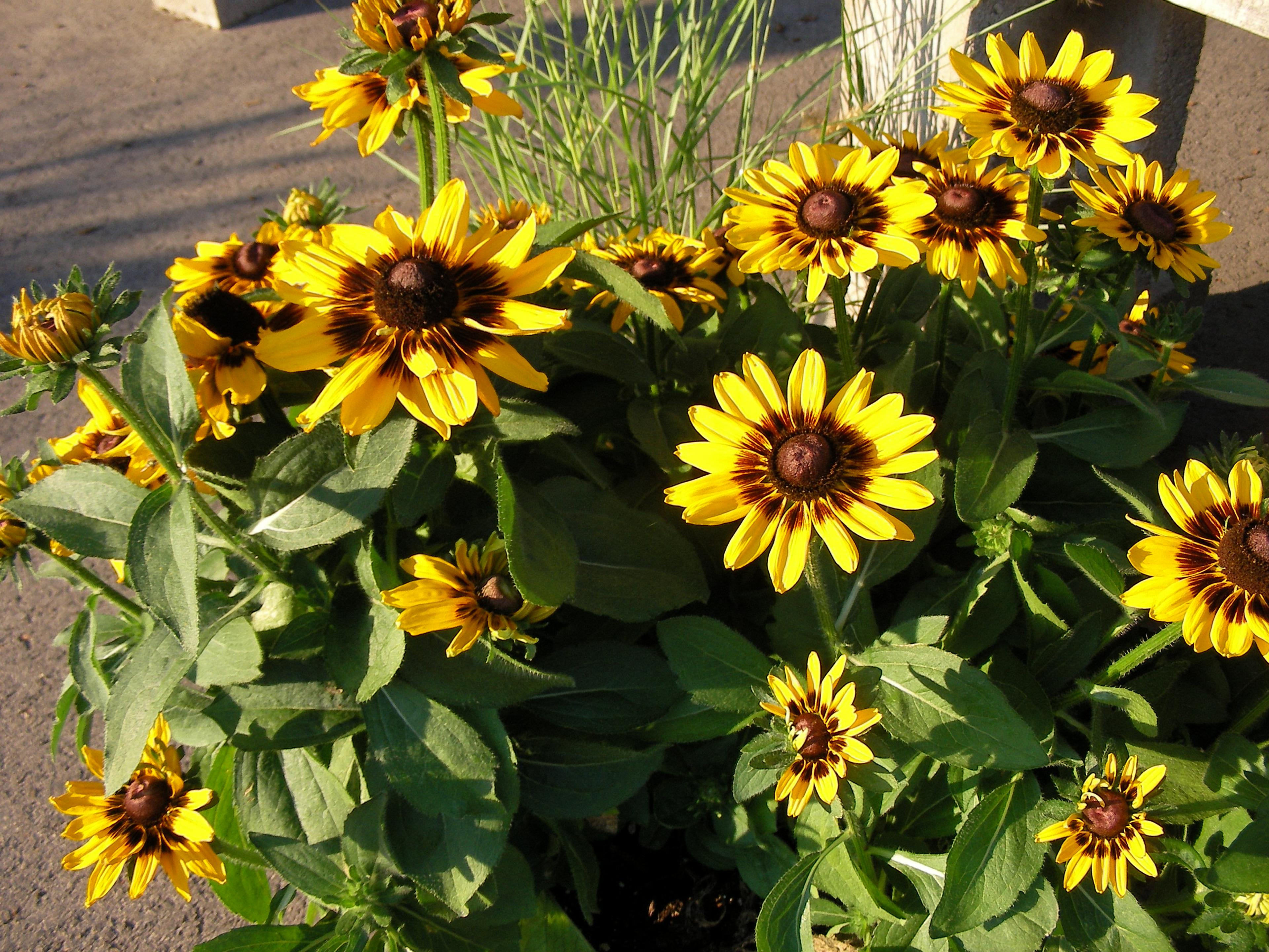 Gloriosa Daisy (Rudbeckia Fulgida) — making it a suitable addition to borders; prefers well-drained soils with regular moisture, image 118