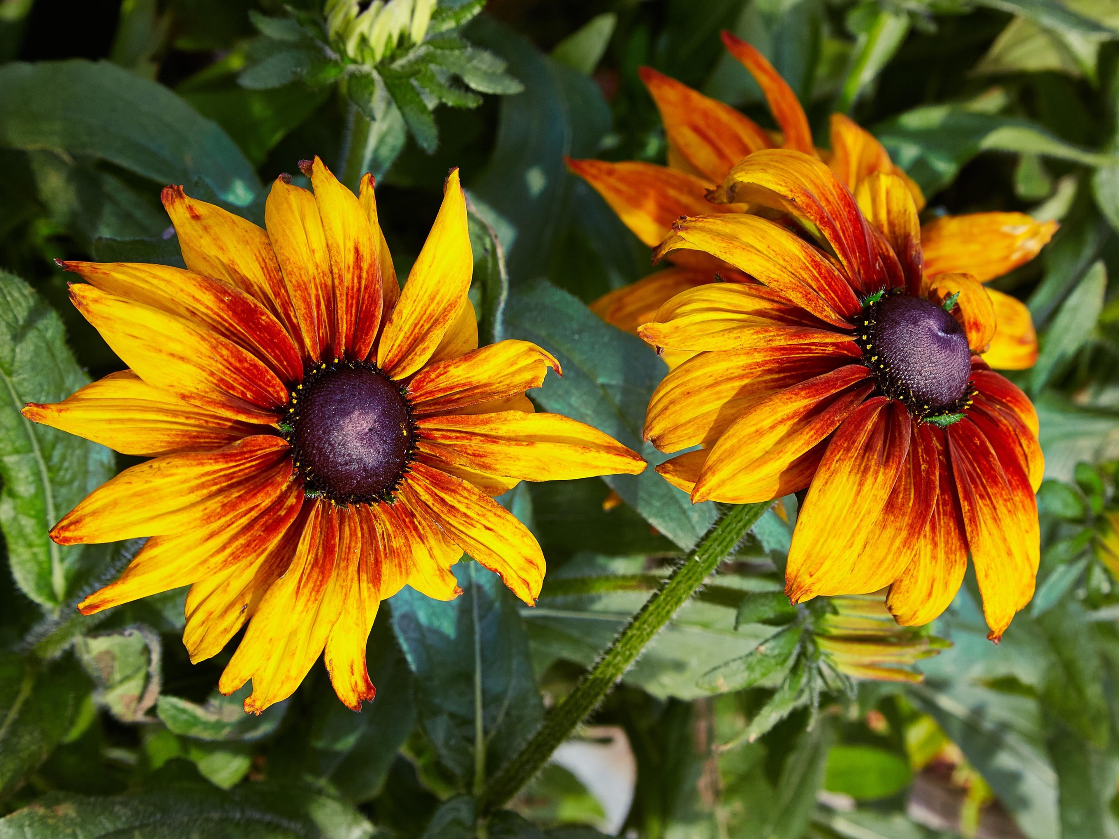 Gloriosa Daisy (Rudbeckia Fulgida) — perennial for full or half; providing not just aesthetic pleasure but also supporting local biodiversity, image 84
