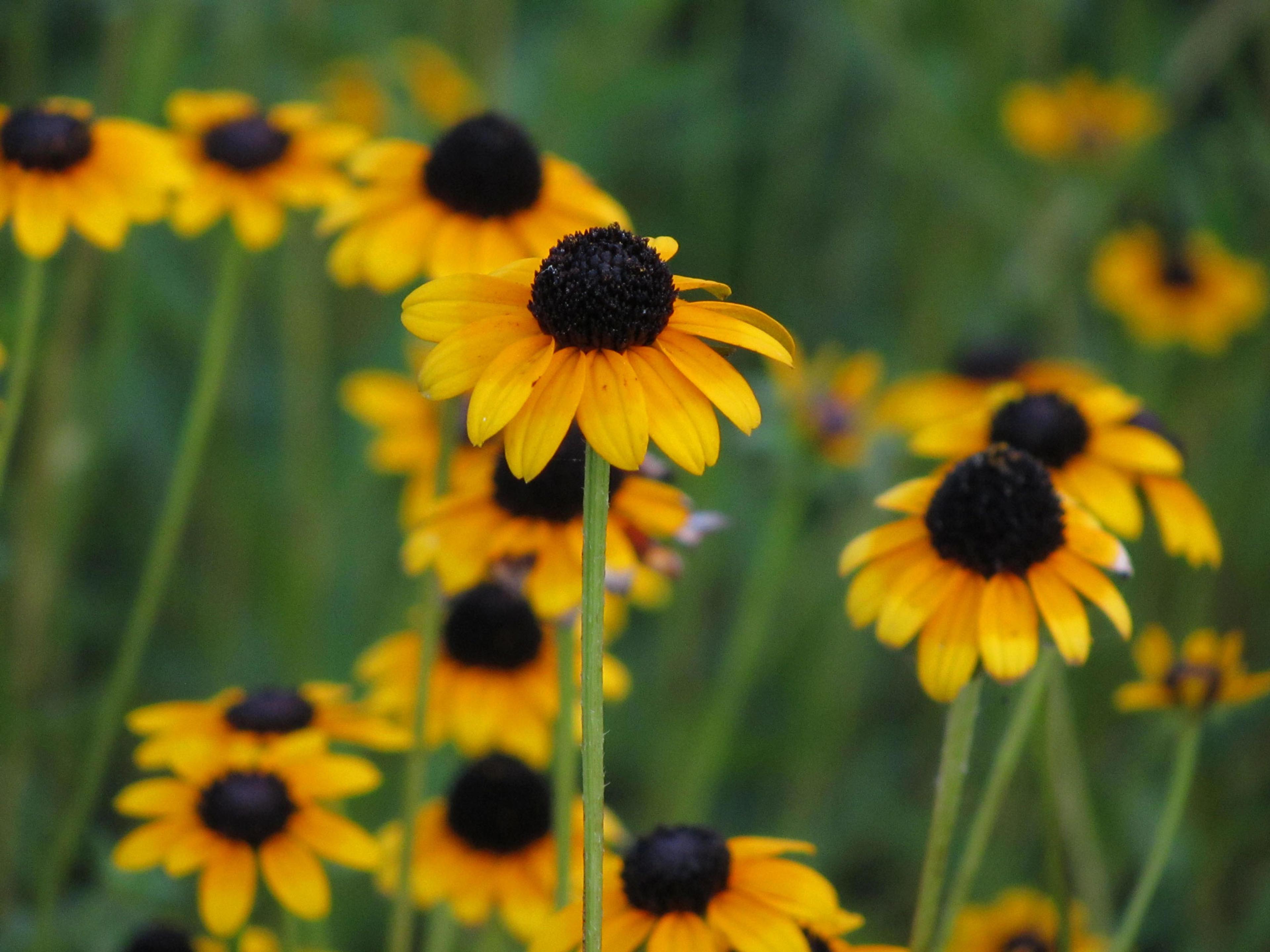Gloriosa Daisy (Rudbeckia Fulgida) — The Gloriosa Daisy, Rudbeckia fulgida, enhances gardens with vibrant gold petals and dark brown centers, image 148