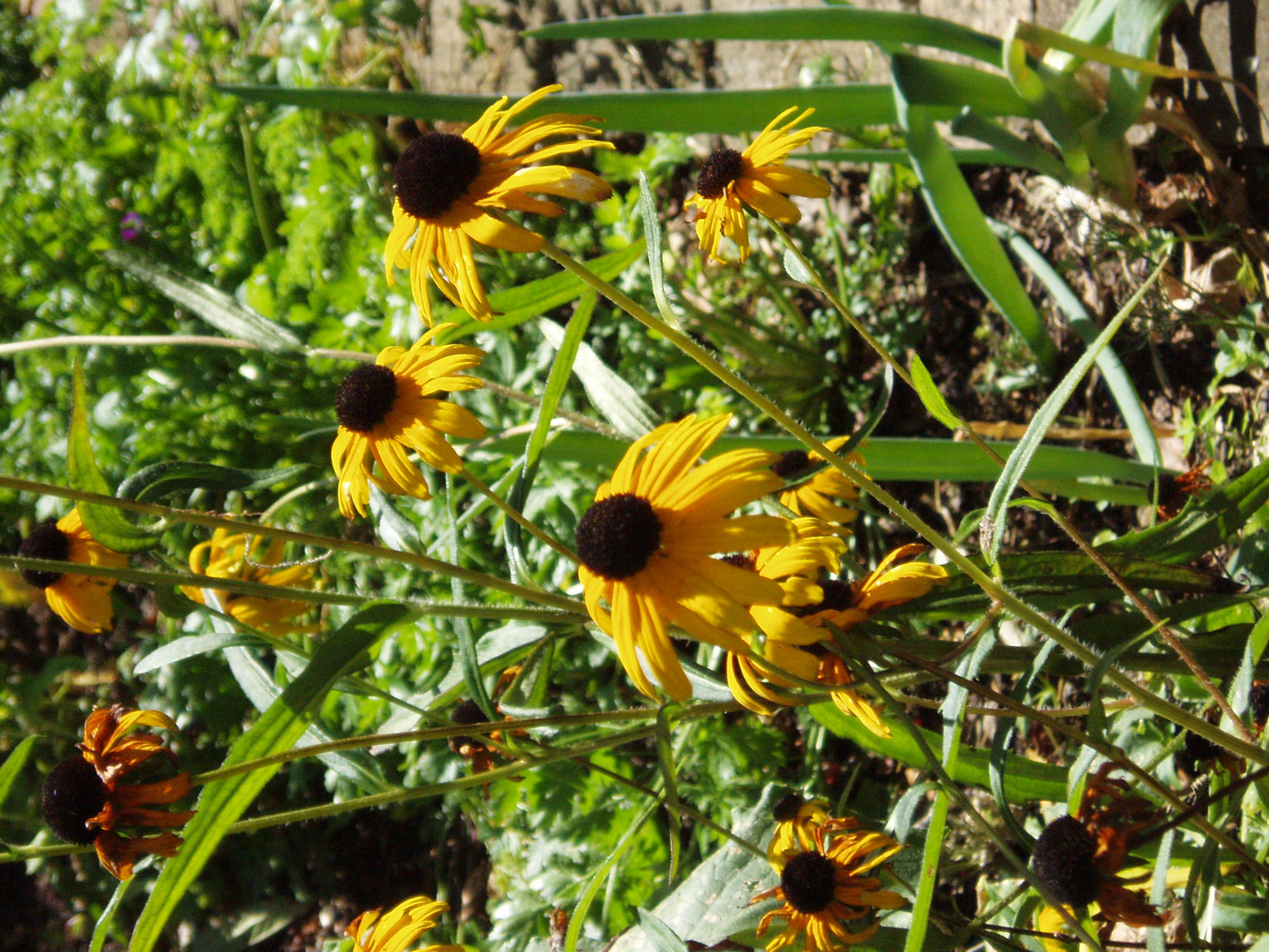 Gloriosa Daisy (Rudbeckia Fulgida) — making it a popular choice for gardeners seeking to infuse their landscapes with vivid color; the Gloriosa, image 134