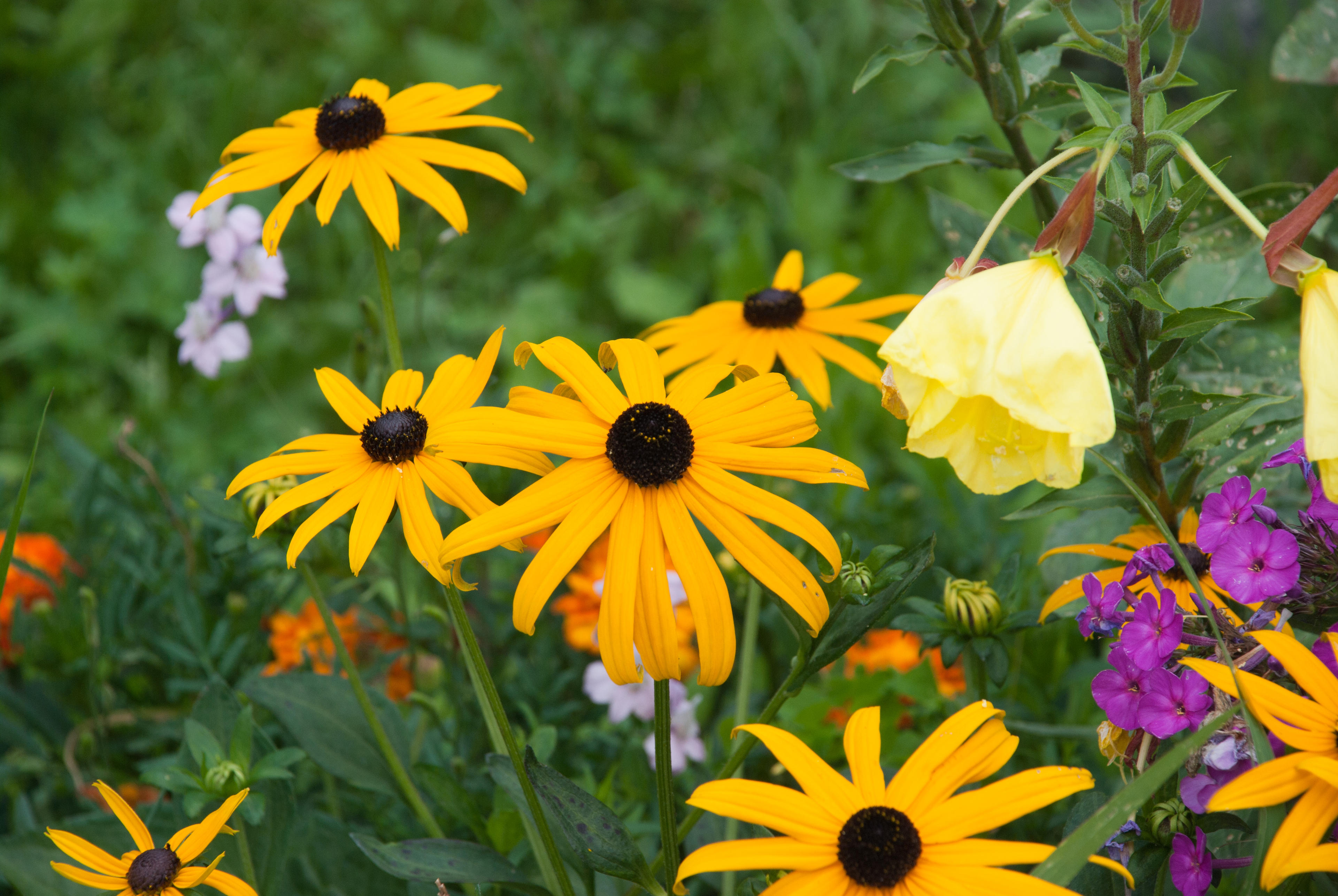 Gloriosa Daisy (Rudbeckia Fulgida) — perennial for full or half; providing not just aesthetic pleasure but also supporting local biodiversity, image 147