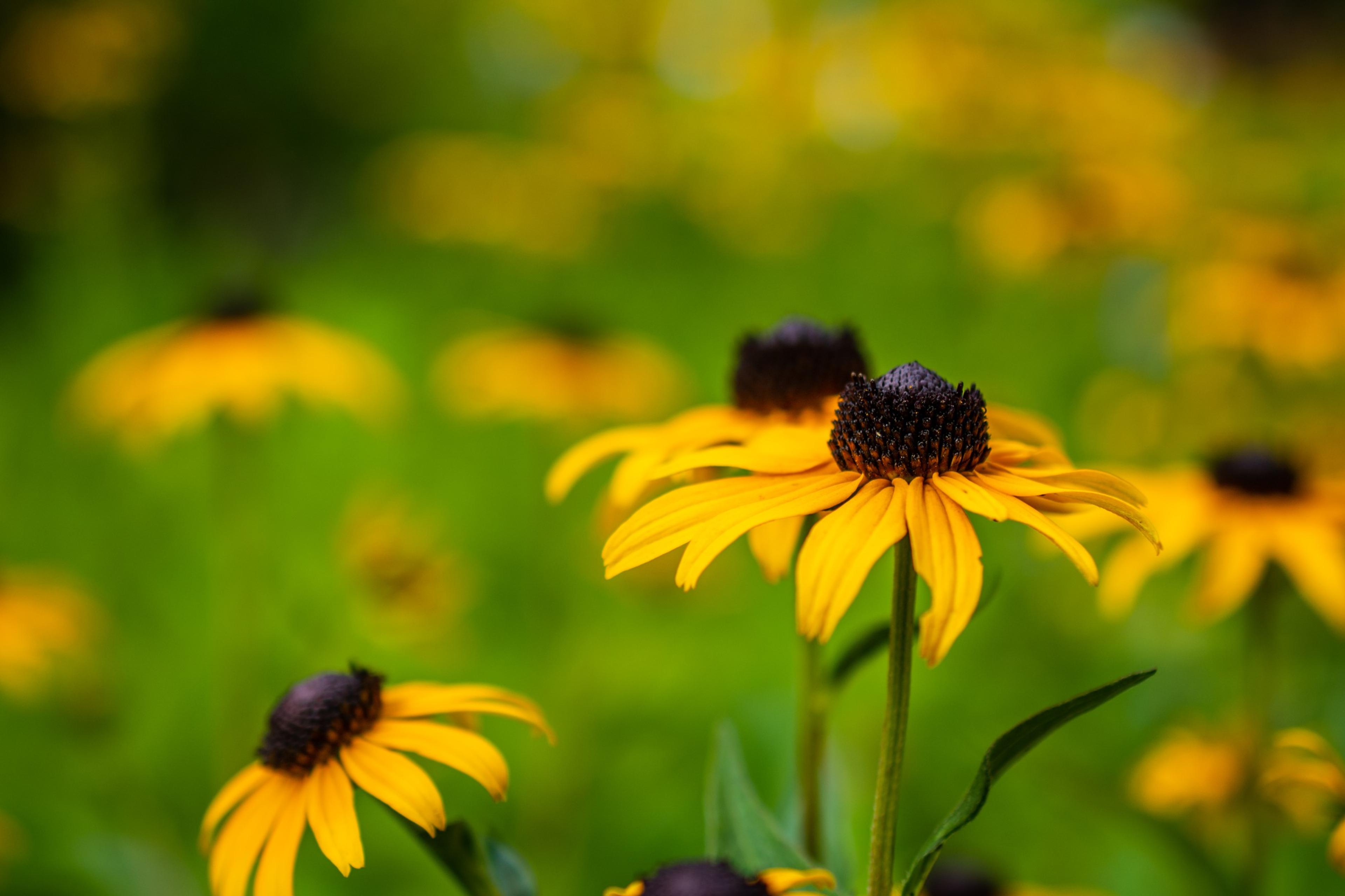 Gloriosa Daisy (Rudbeckia Fulgida) — The plant reaches a mature height of about 18 to 30 inches with a spread of 12 to 24 inches