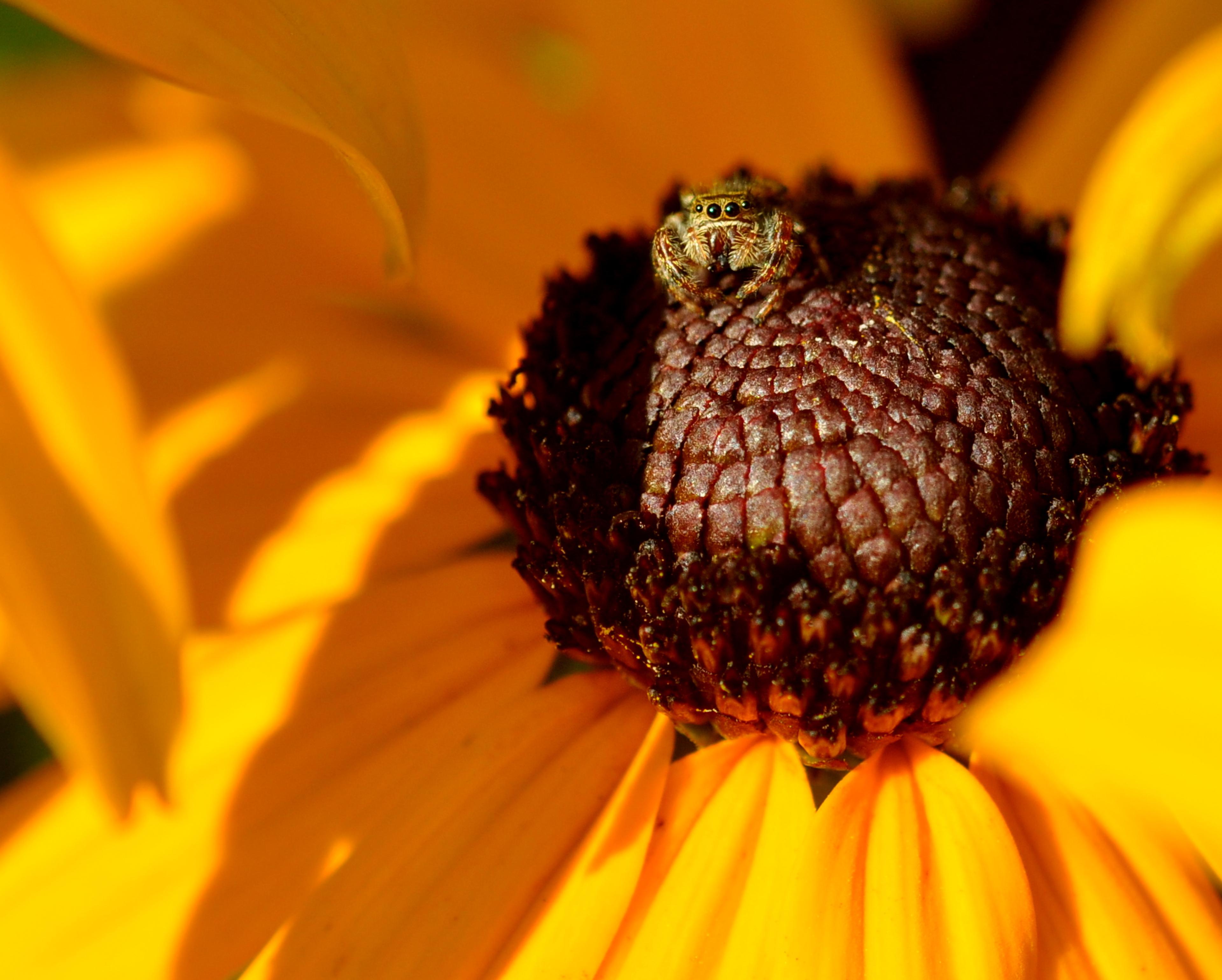 Gloriosa Daisy (Rudbeckia Fulgida) — the Gloriosa Daisy is also a favored choice for its low maintenance requirements; providing not just aesthetic pleasure