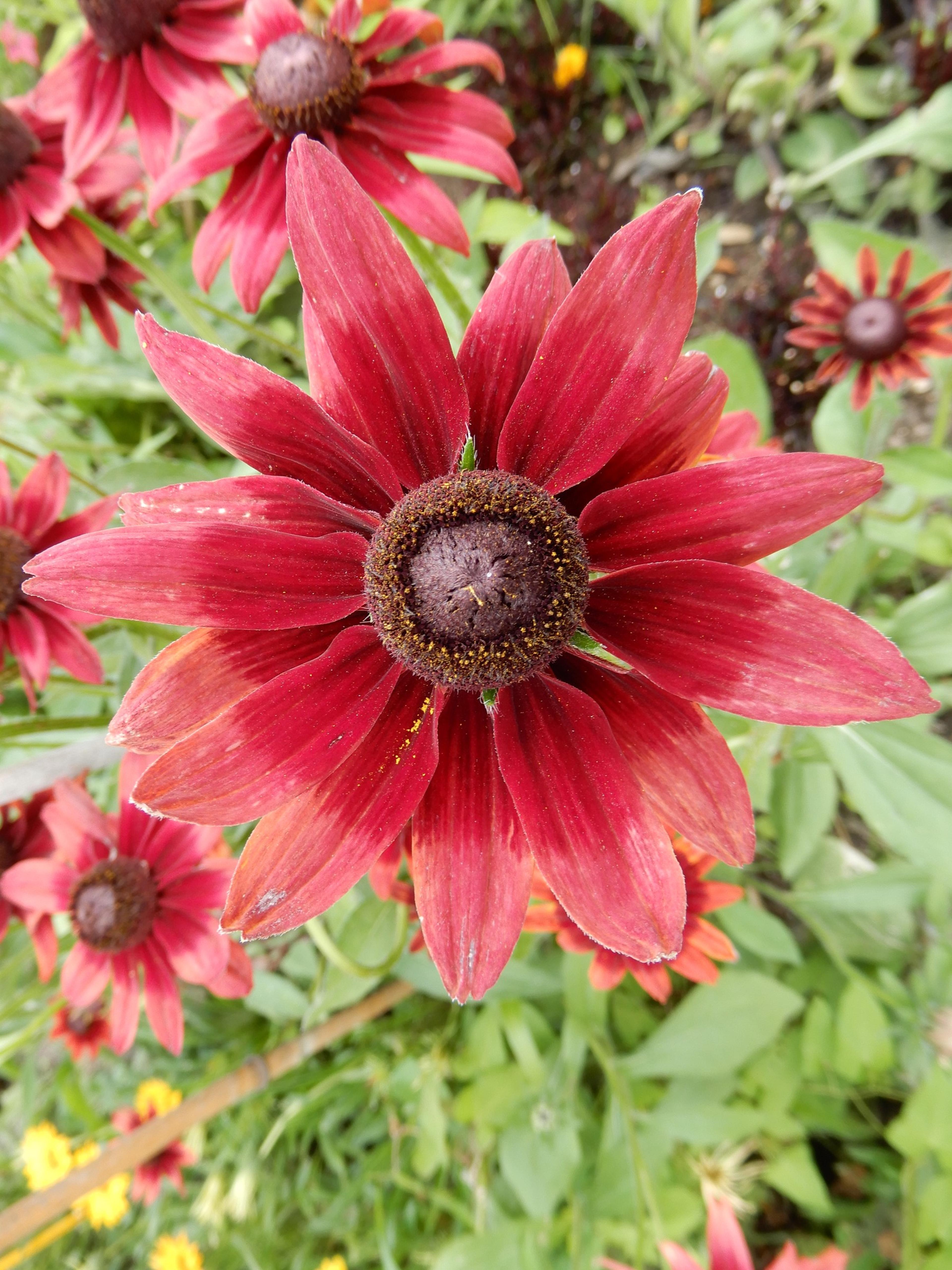 Gloriosa Daisy (Rudbeckia Fulgida) — Drought-tolerant once established; ideal for mass plantings, borders, or as a color accent