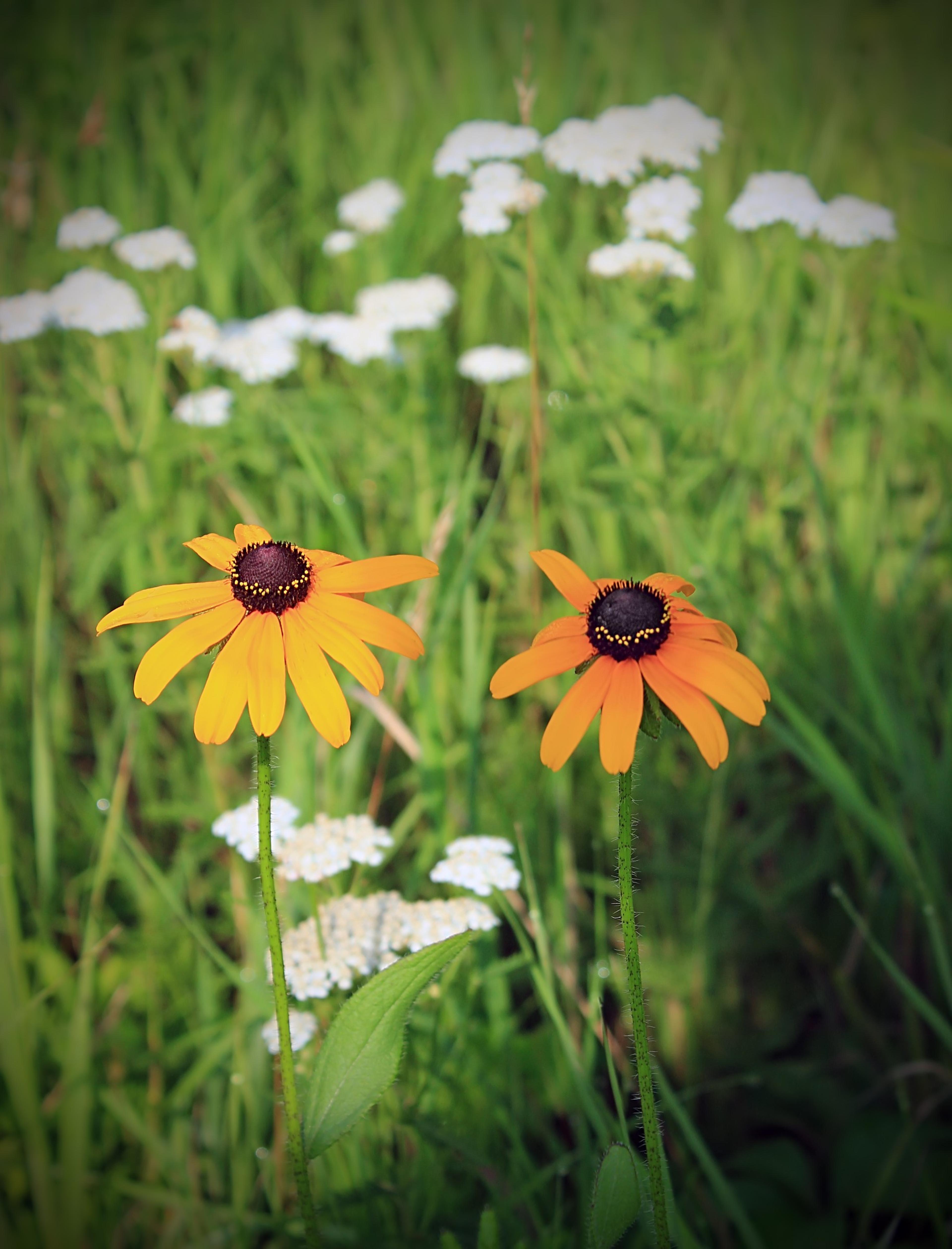 Gloriosa Daisy (Rudbeckia Fulgida) — This hardy plant is characterized by its bold