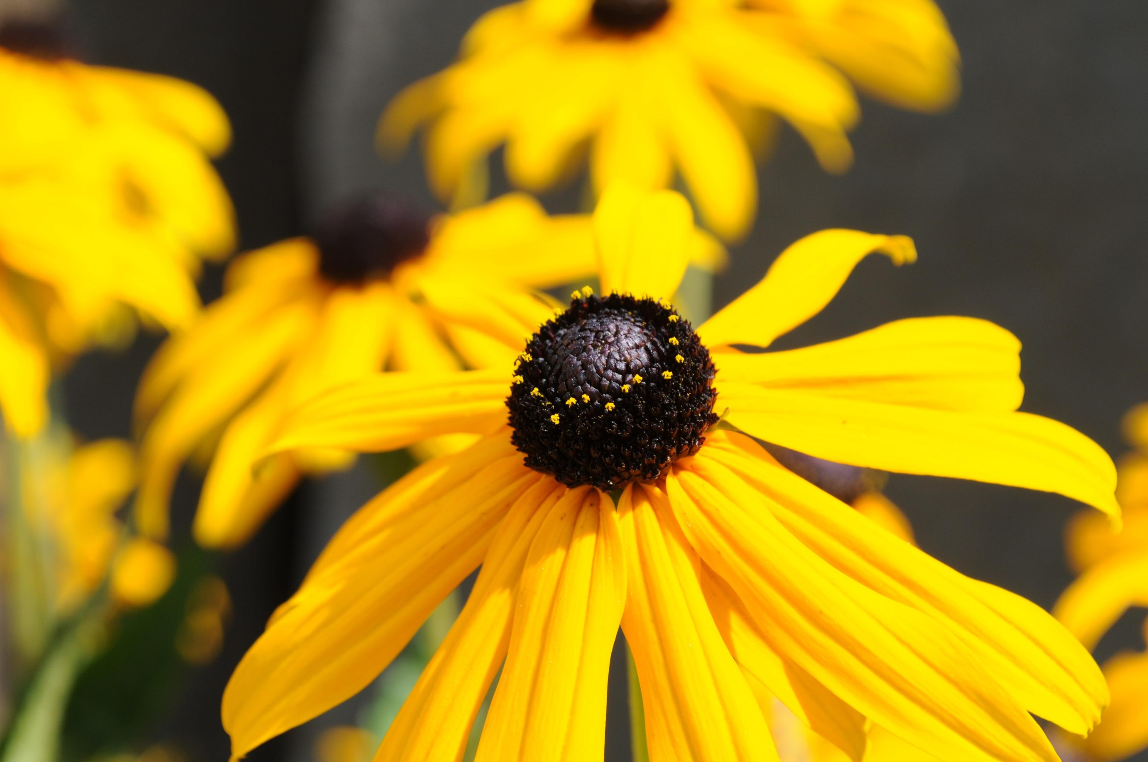 Gloriosa Daisy (Rudbeckia Fulgida) — Prefers well-drained soils with regular moisture