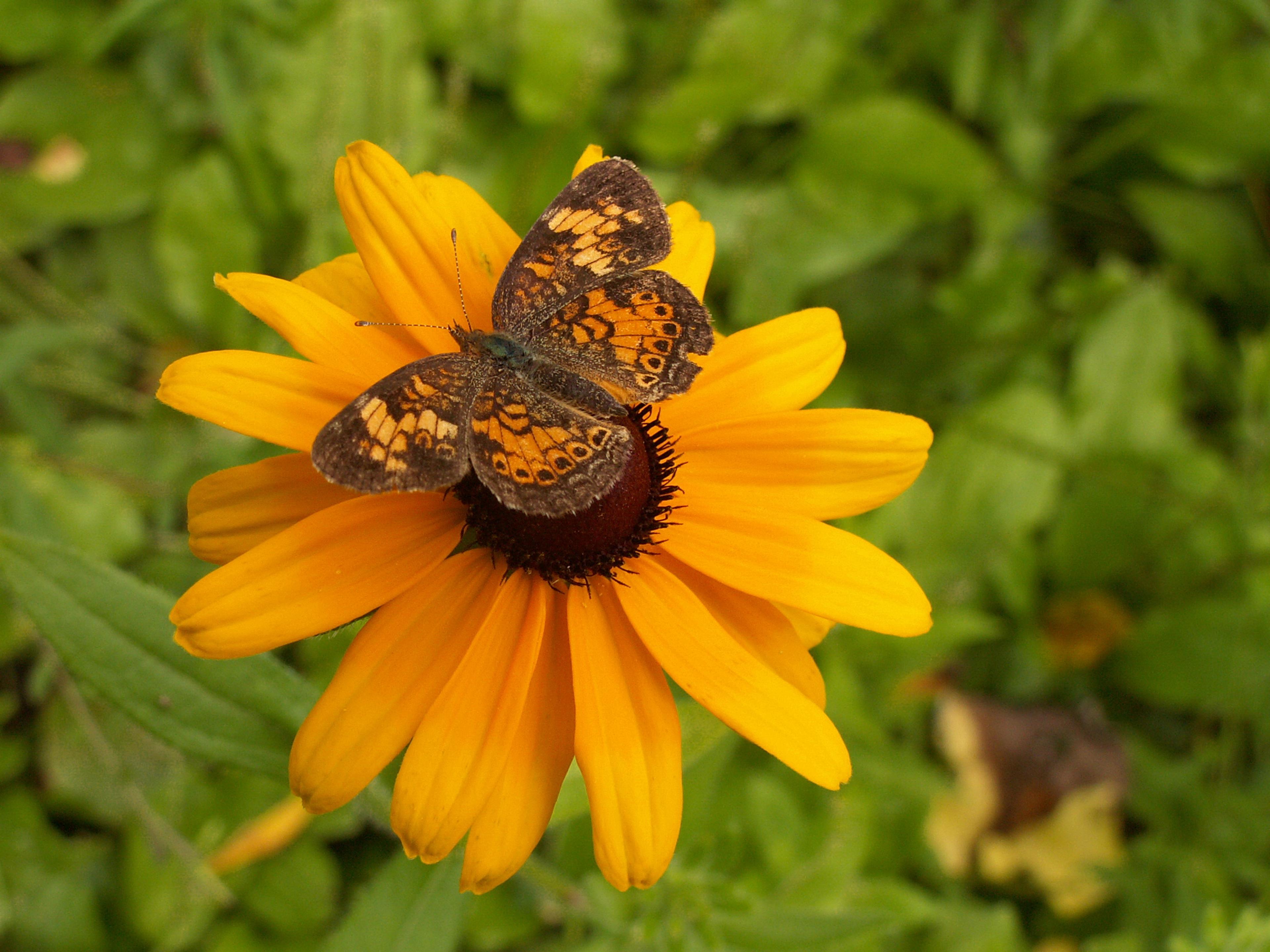Gloriosa Daisy (Rudbeckia Fulgida) — the Gloriosa Daisy thrives in full sunlight but can tolerate partial shade