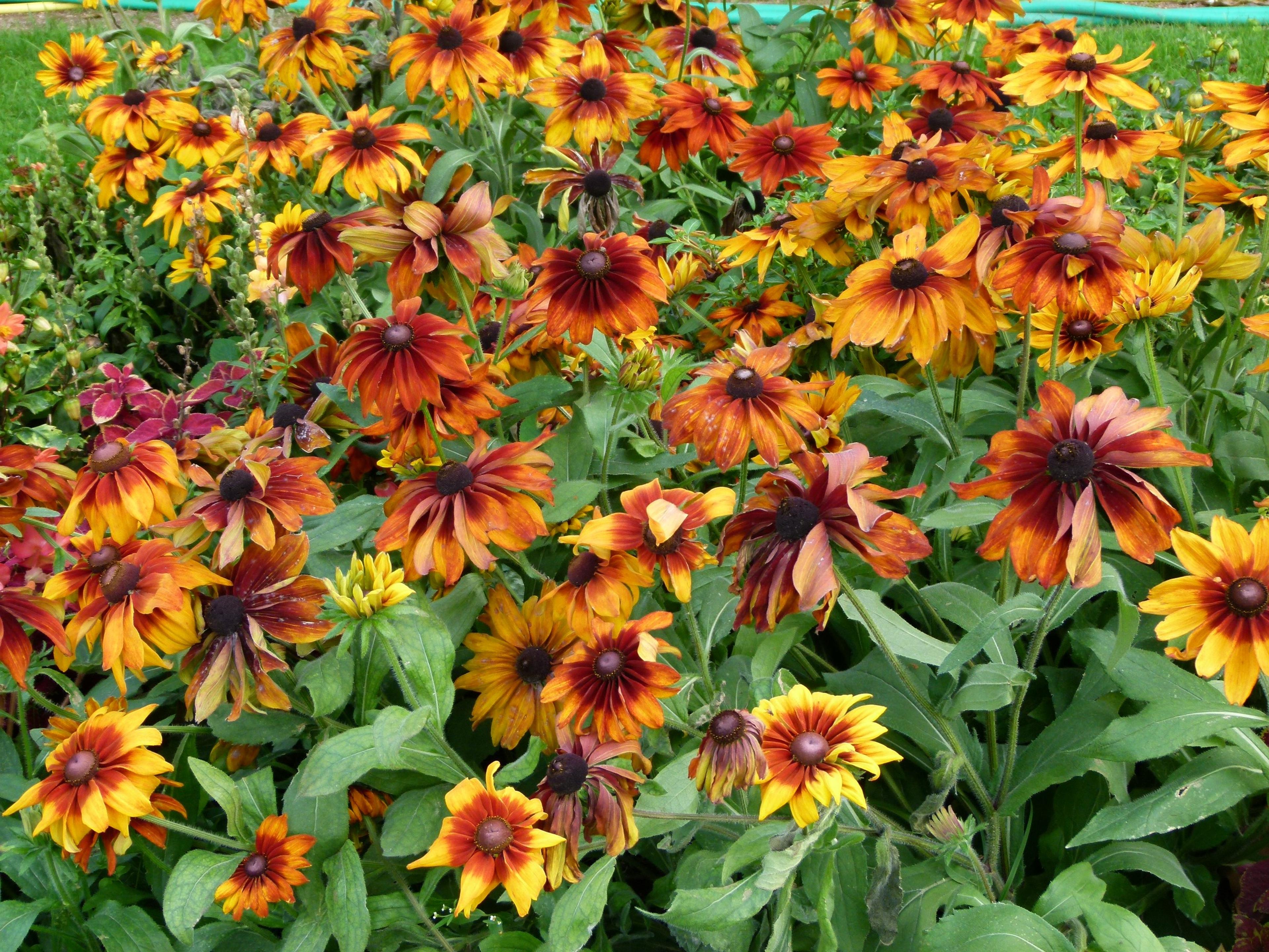 Gloriosa Daisy (Rudbeckia Fulgida) — This perennial thrives in full sun, reaching 2-3 feet in height and spreading up to 1.5 feet