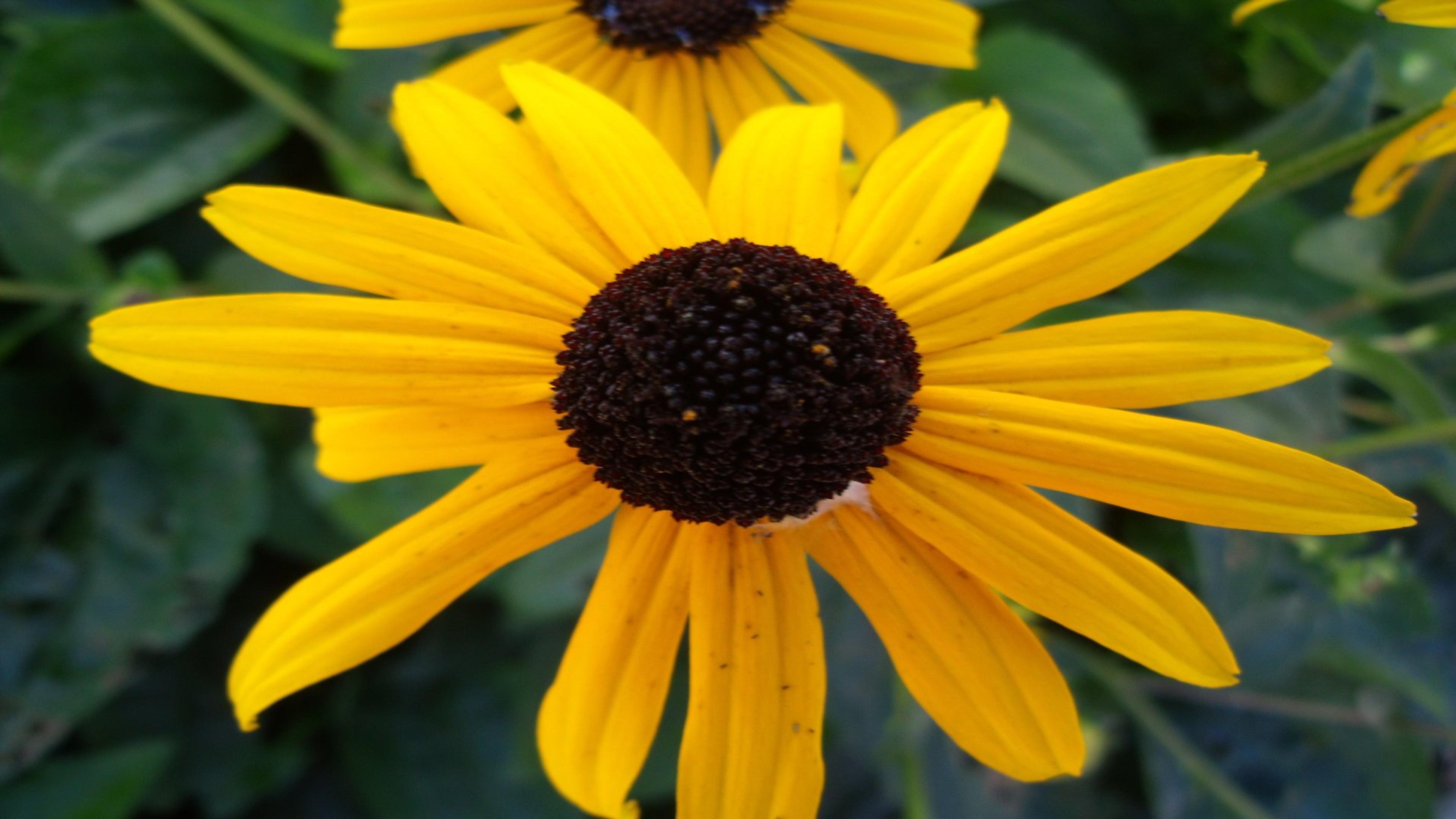Gloriosa Daisy (Rudbeckia Fulgida) — yellow flowers in the garden