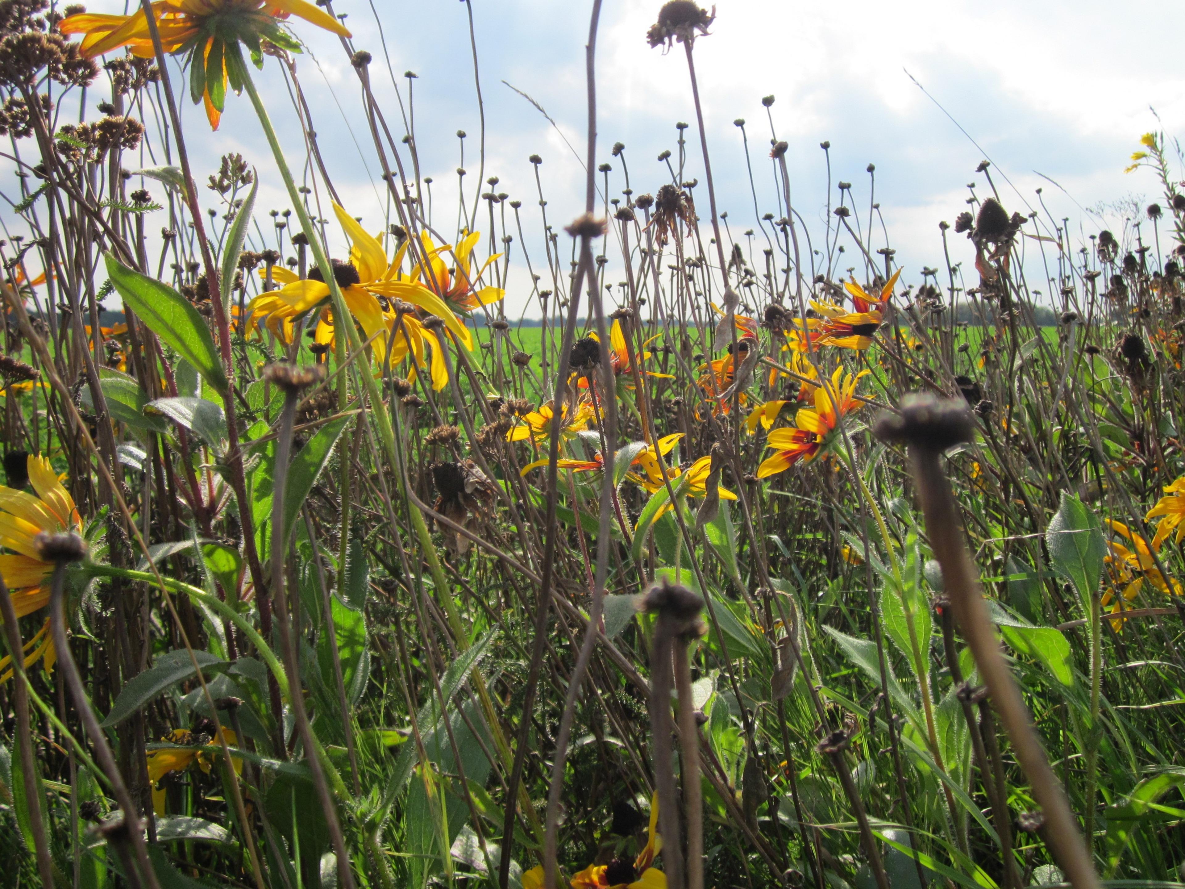 Gloriosa Daisy (Rudbeckia Fulgida) — perennial for full or half