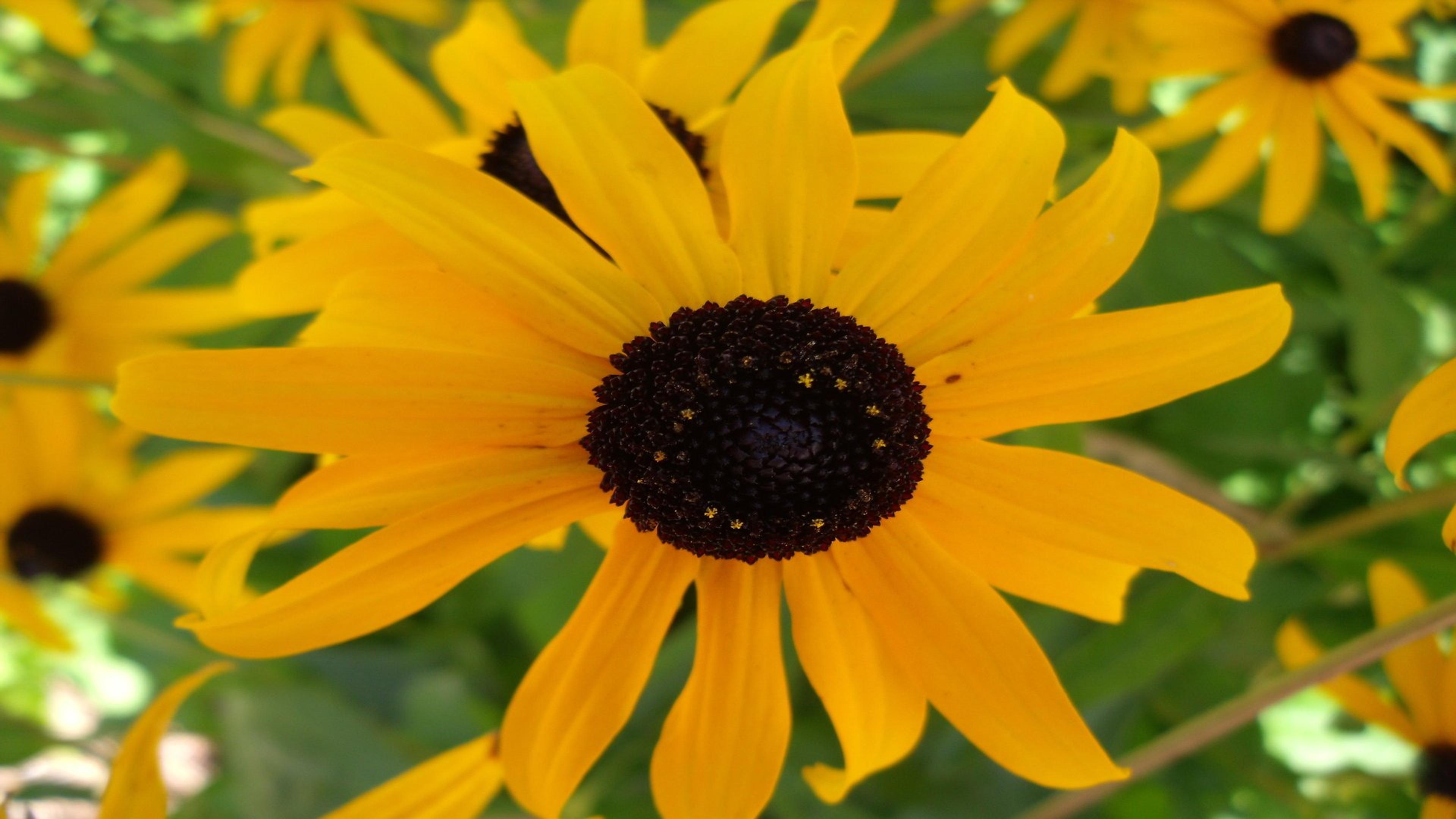 Gloriosa Daisy (Rudbeckia Fulgida) — or as a backdrop in cottage gardens.<br><br>Drought-resistant once established; the Gloriosa Daisy thrives in, image 161