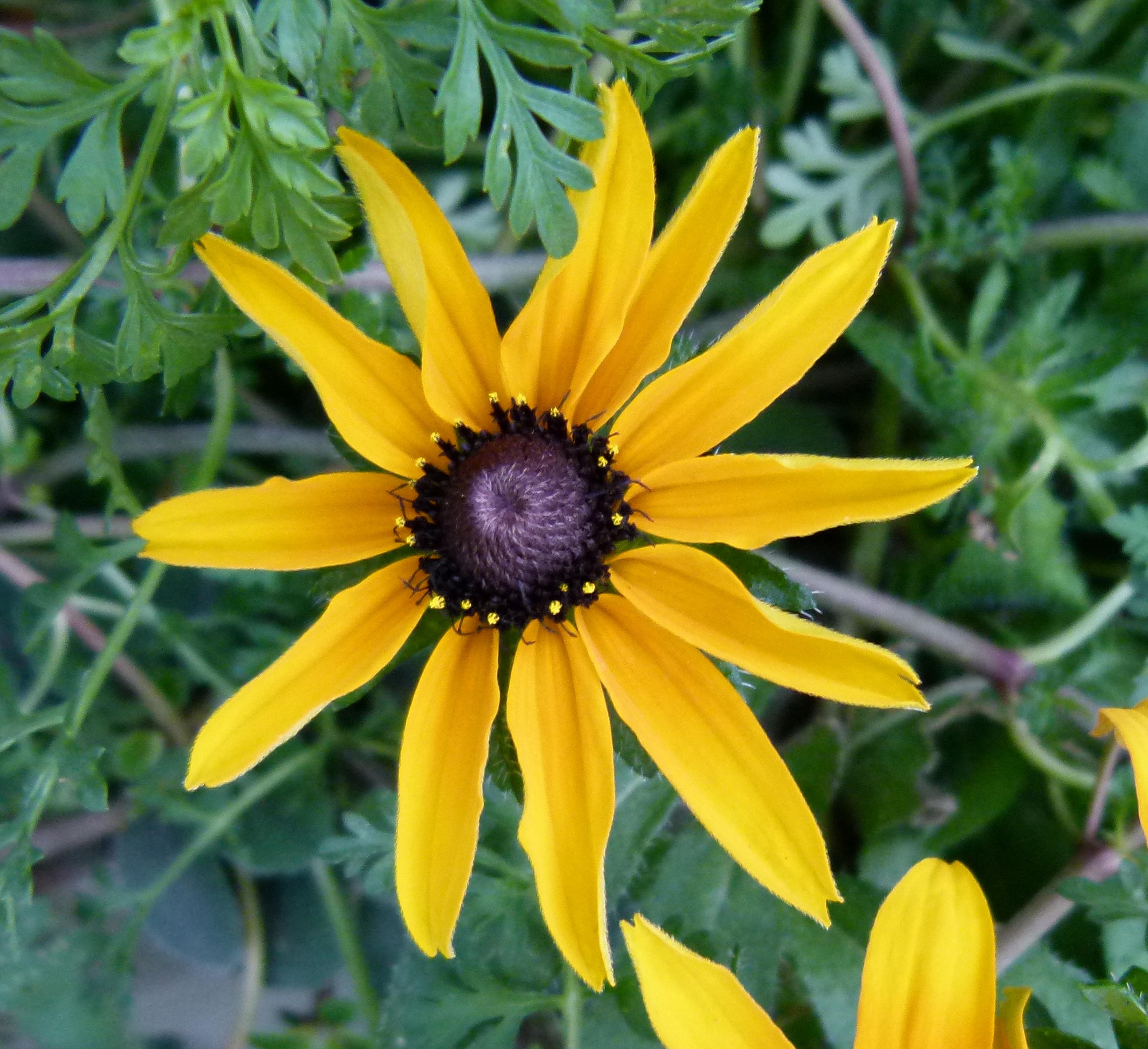 Gloriosa Daisy (Rudbeckia Fulgida) — making it a popular choice for gardeners seeking to infuse their landscapes with vivid color