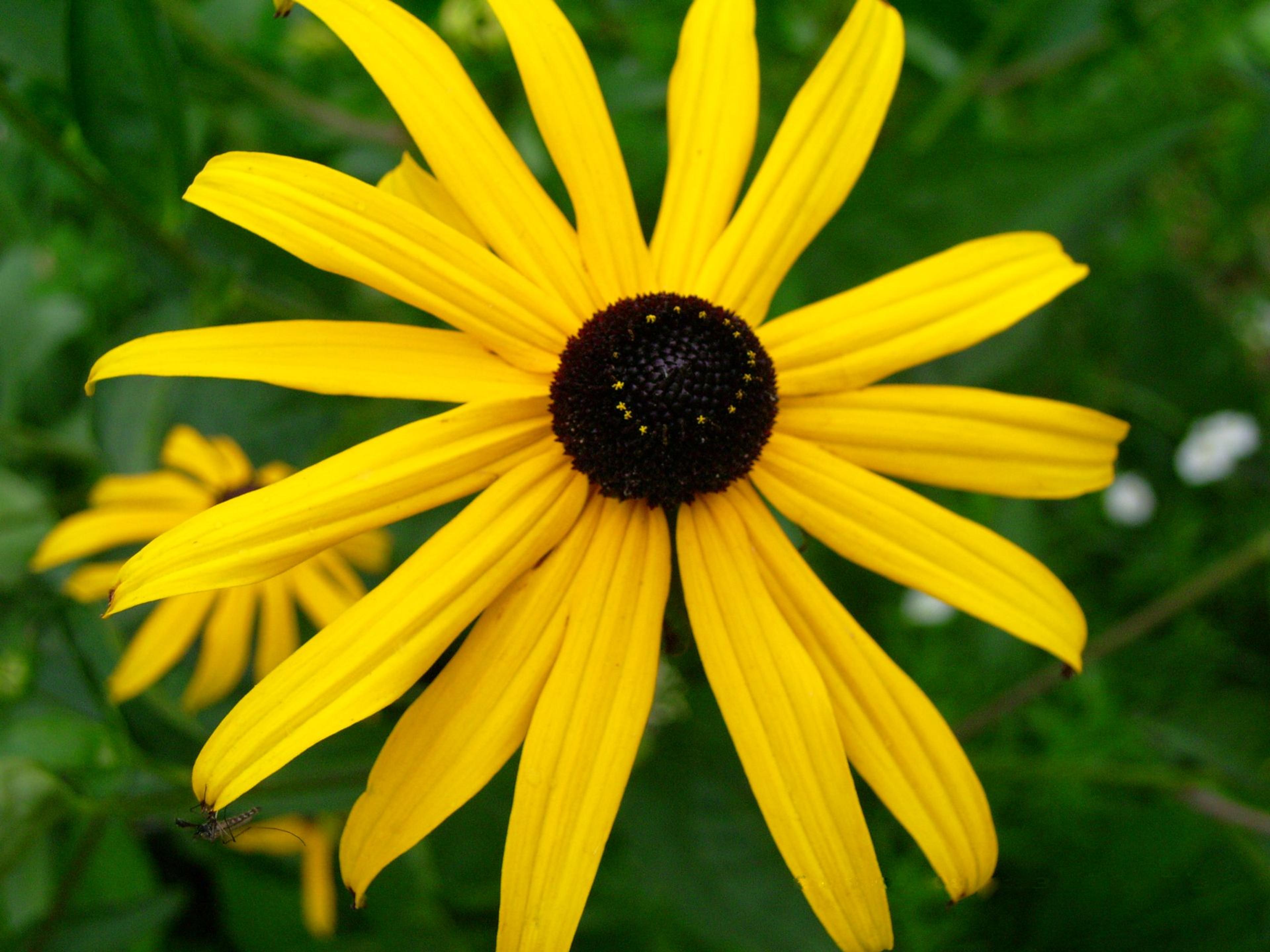 Gloriosa Daisy (Rudbeckia Fulgida) — which lasts from midsummer to early fall; the Gloriosa Daisy thrives in full sunlight but can tolerate partial, image 122