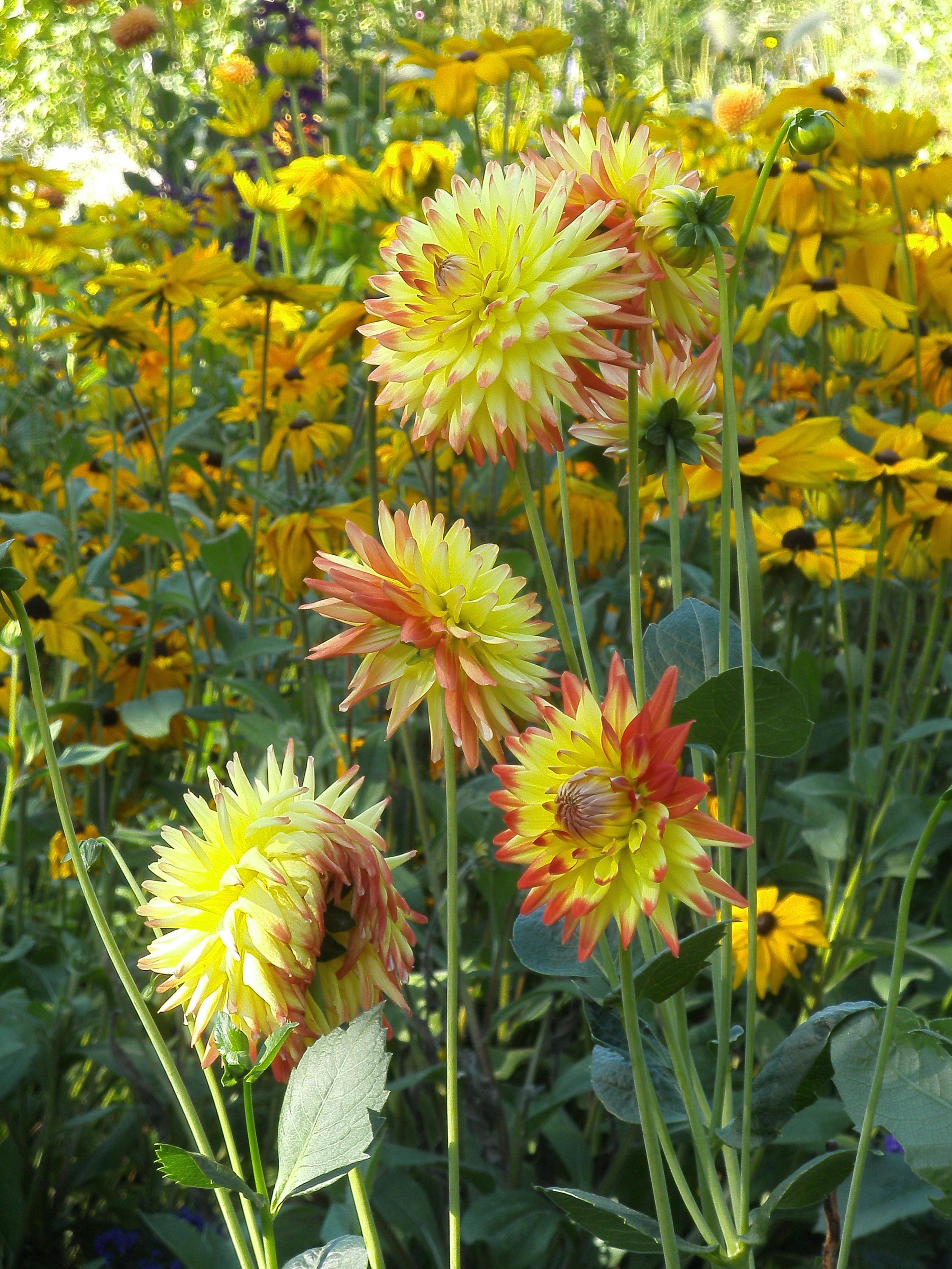 Gloriosa Daisy (Rudbeckia Fulgida) — Hardy in USDA zones 3-9, it blooms from late summer to fall, attracting pollinators; providing not just, image 129