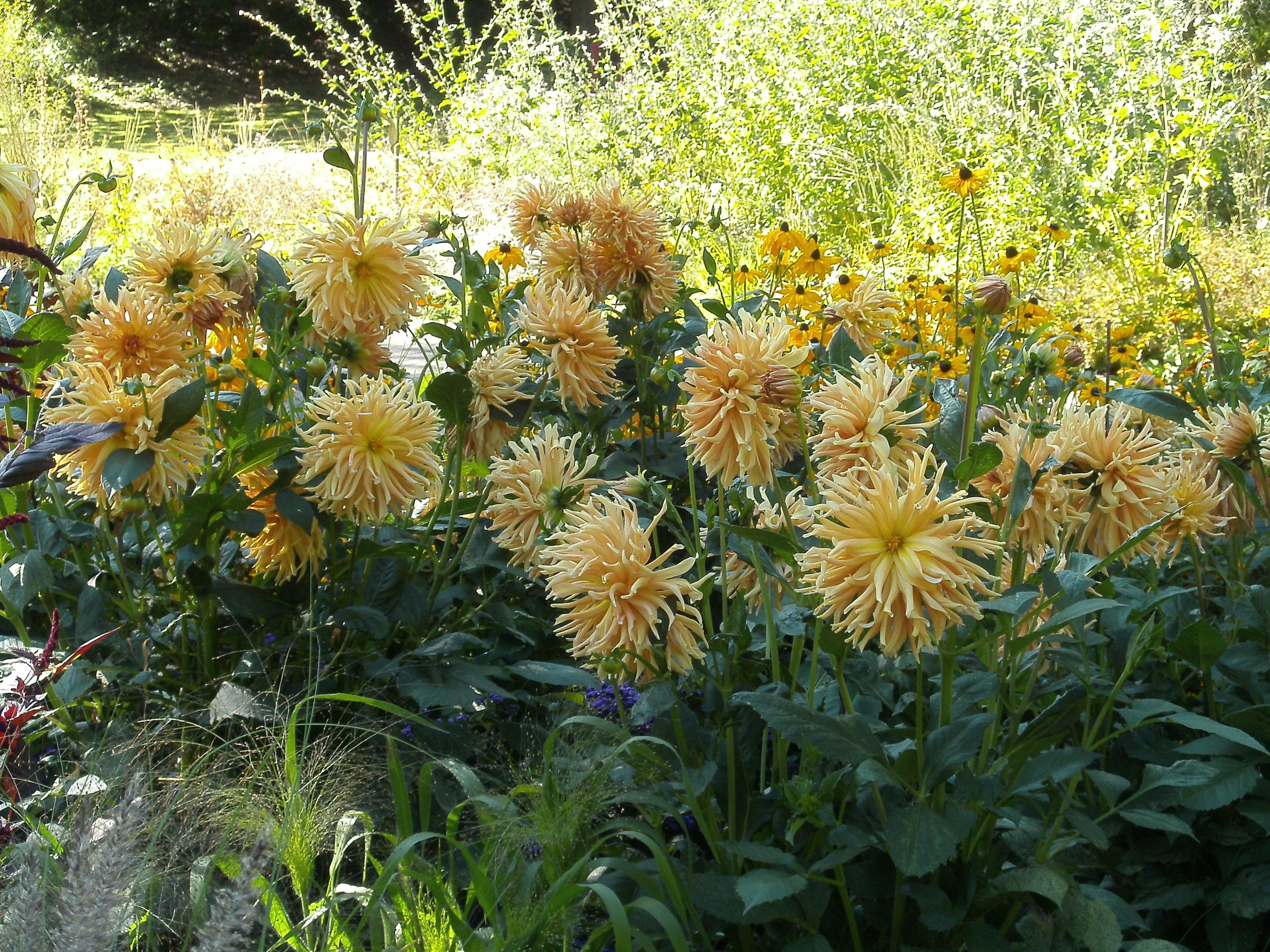 Gloriosa Daisy (Rudbeckia Fulgida) — perennial for full or half; providing not just aesthetic pleasure but also supporting local biodiversity, image 126