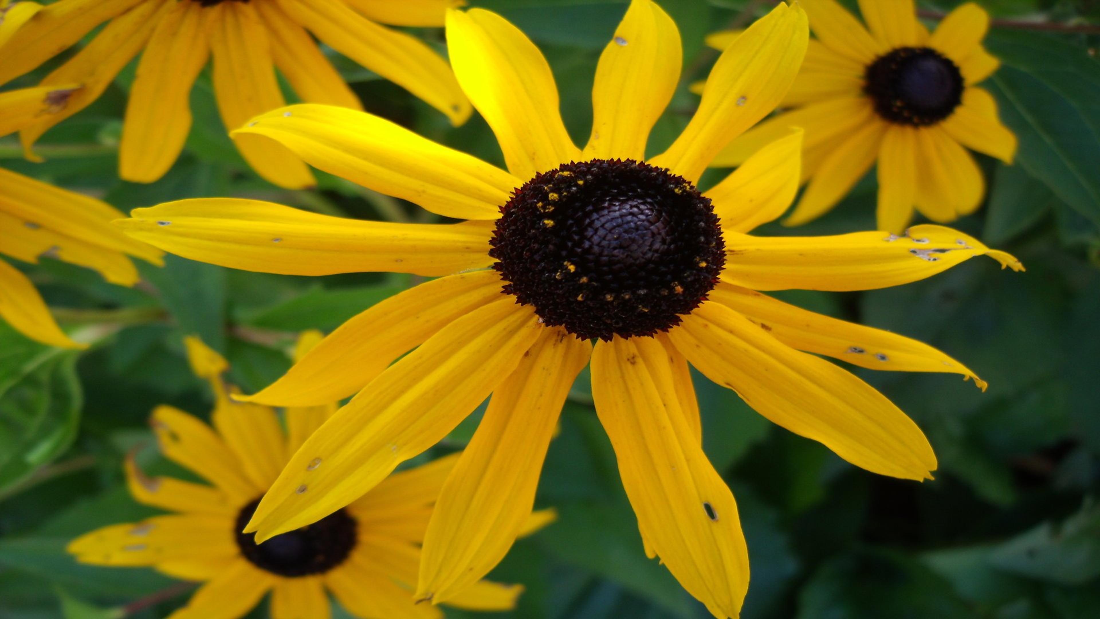Gloriosa Daisy (Rudbeckia Fulgida) — daisy-like flowers with golden-yellow petals radiating from a dark brown to black central cone; prefers, image 157