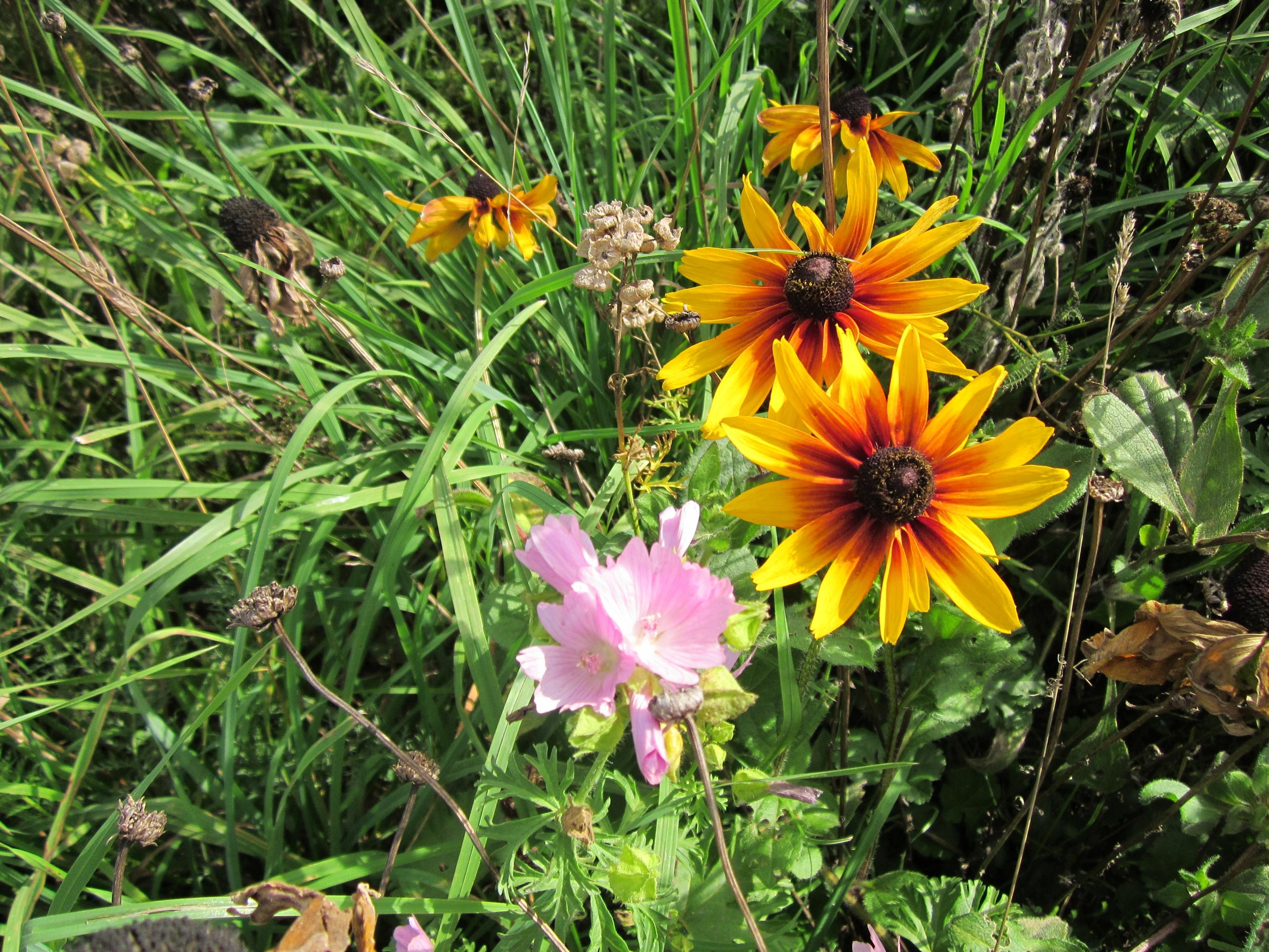 Gloriosa Daisy (Rudbeckia Fulgida) — providing not just aesthetic pleasure but also supporting local biodiversity