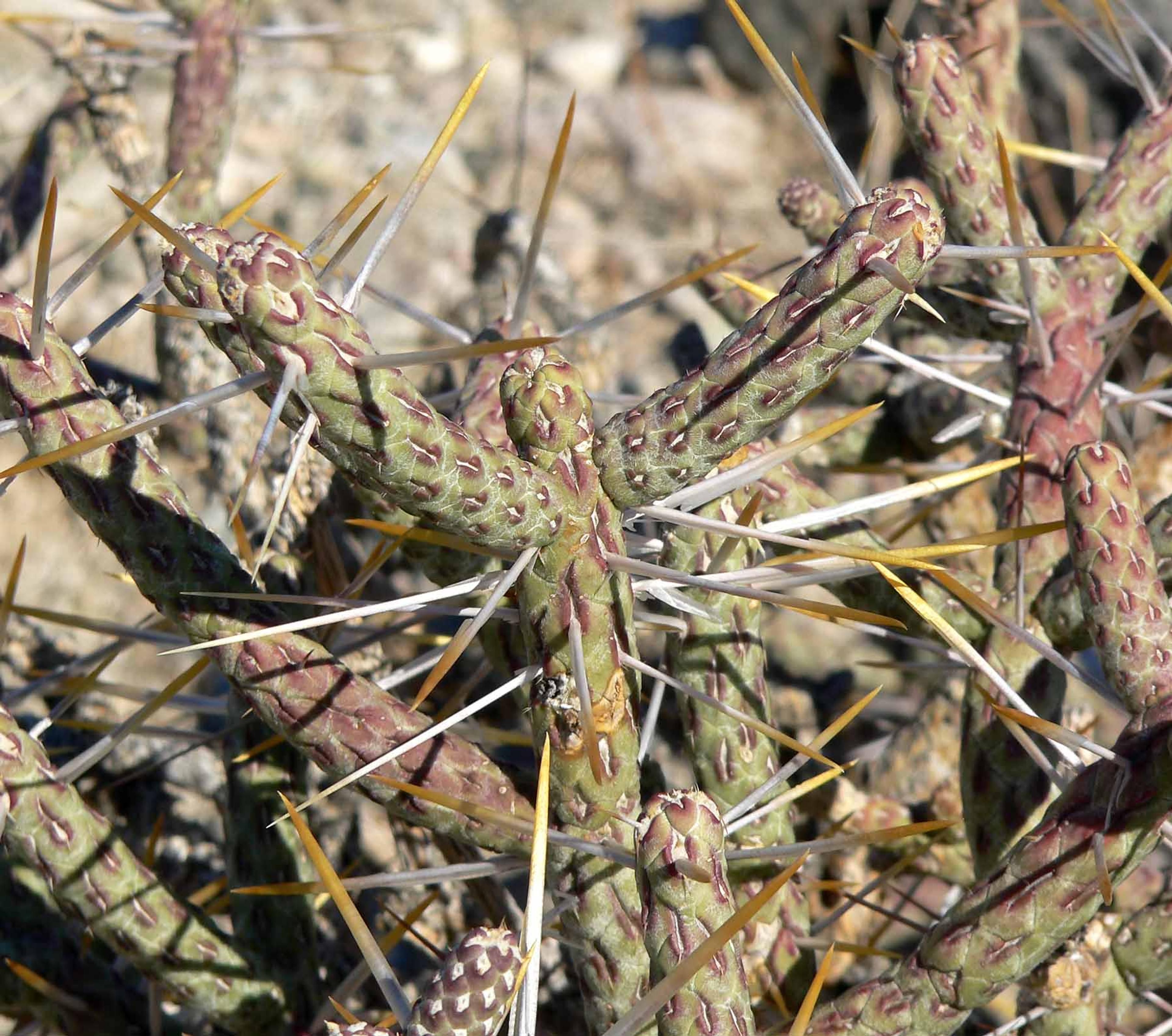 Pencil Cholla (Cylindropuntia Arbuscula) — and provides excellent texture contrast in desert-themed gardens; the Pencil Cholla's yellow-green, image 69