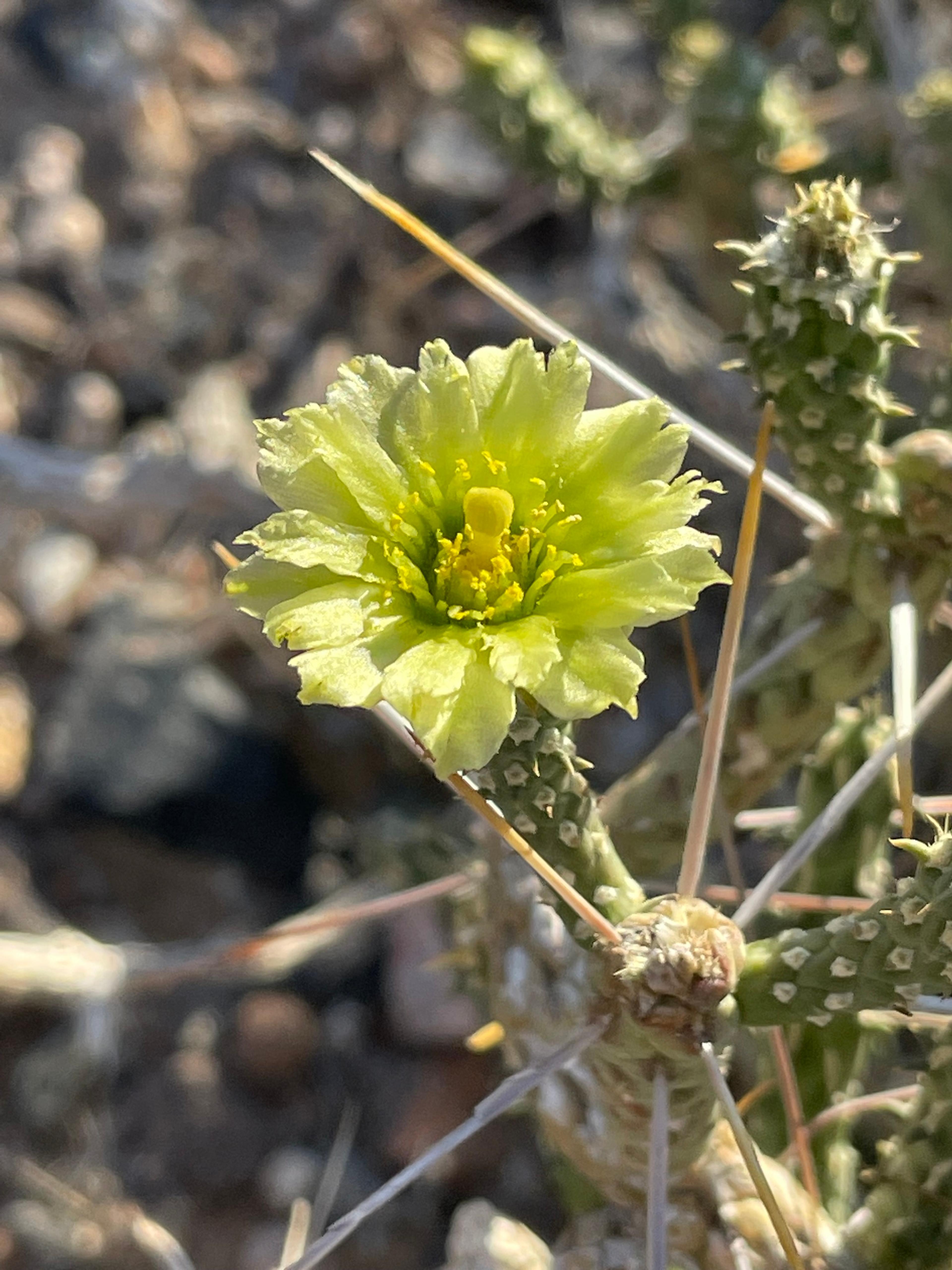 Pencil Cholla (Cylindropuntia Arbuscula) — adding further visual interest.<br><br>When incorporating into landscape design