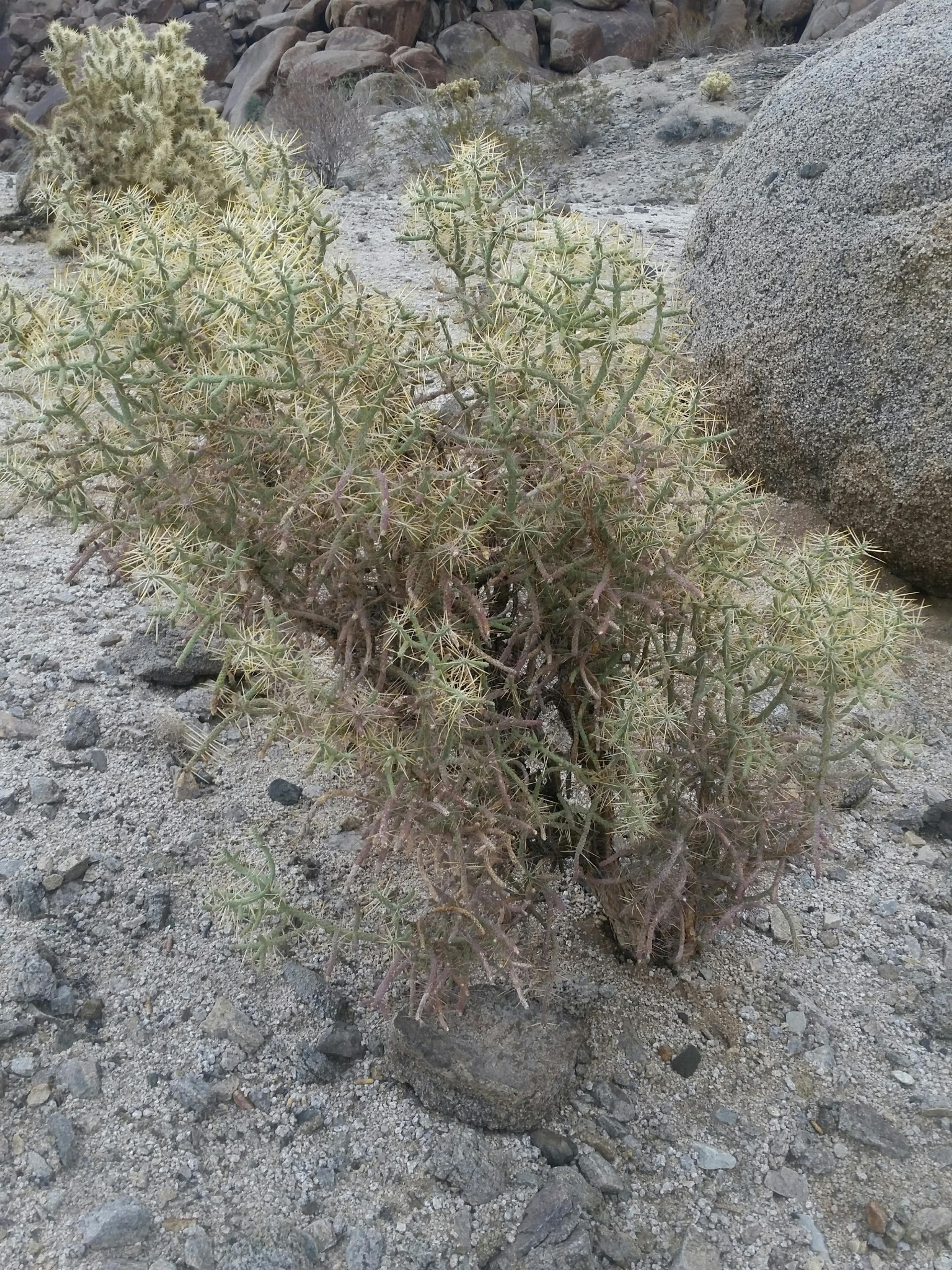 Pencil Cholla (Cylindropuntia Arbuscula) — or as a textural accent in drought-tolerant landscapes