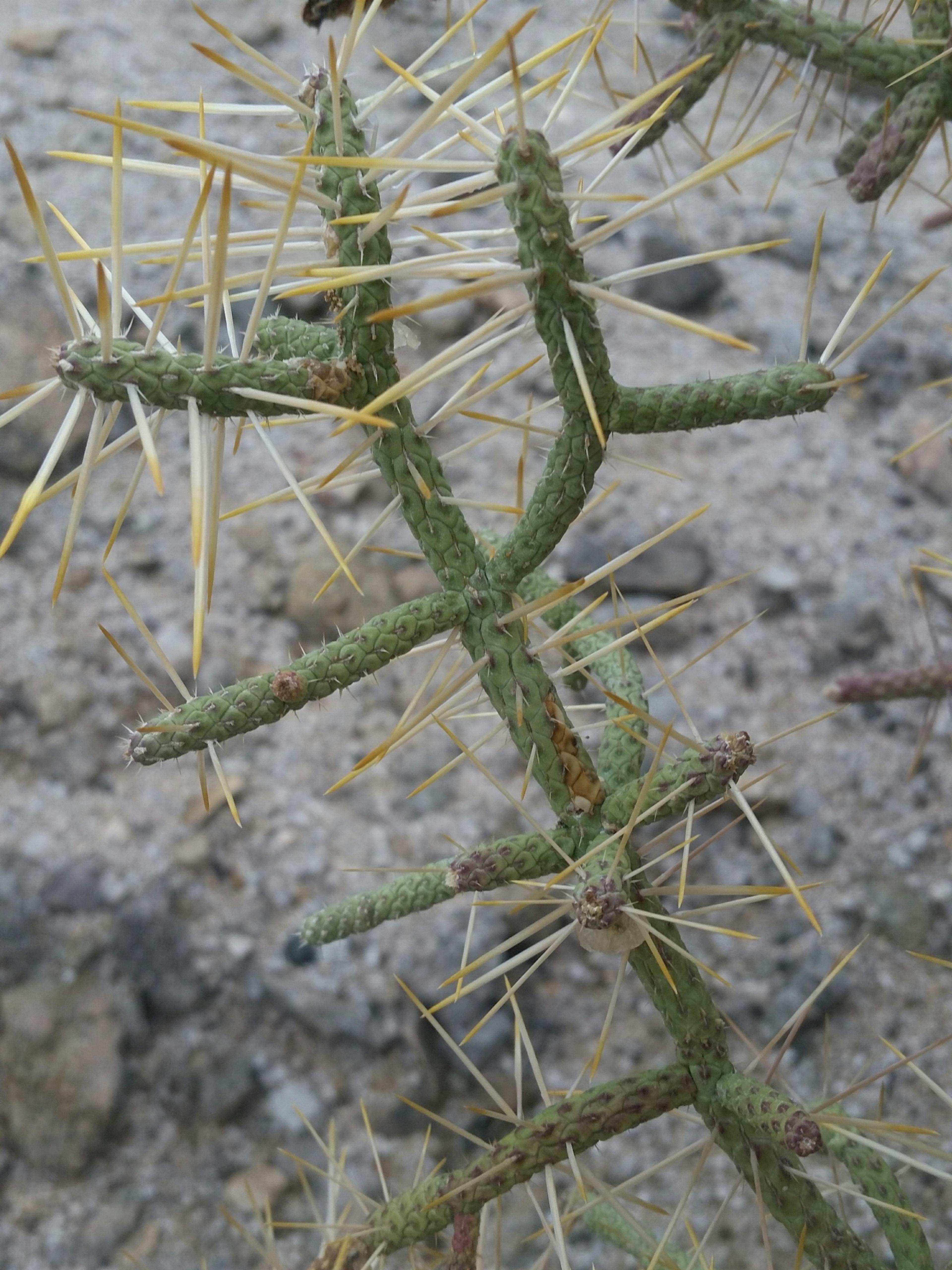 Pencil Cholla (Cylindropuntia Arbuscula) — In late spring, it blooms with yellow-green flowers followed by spiny fruits