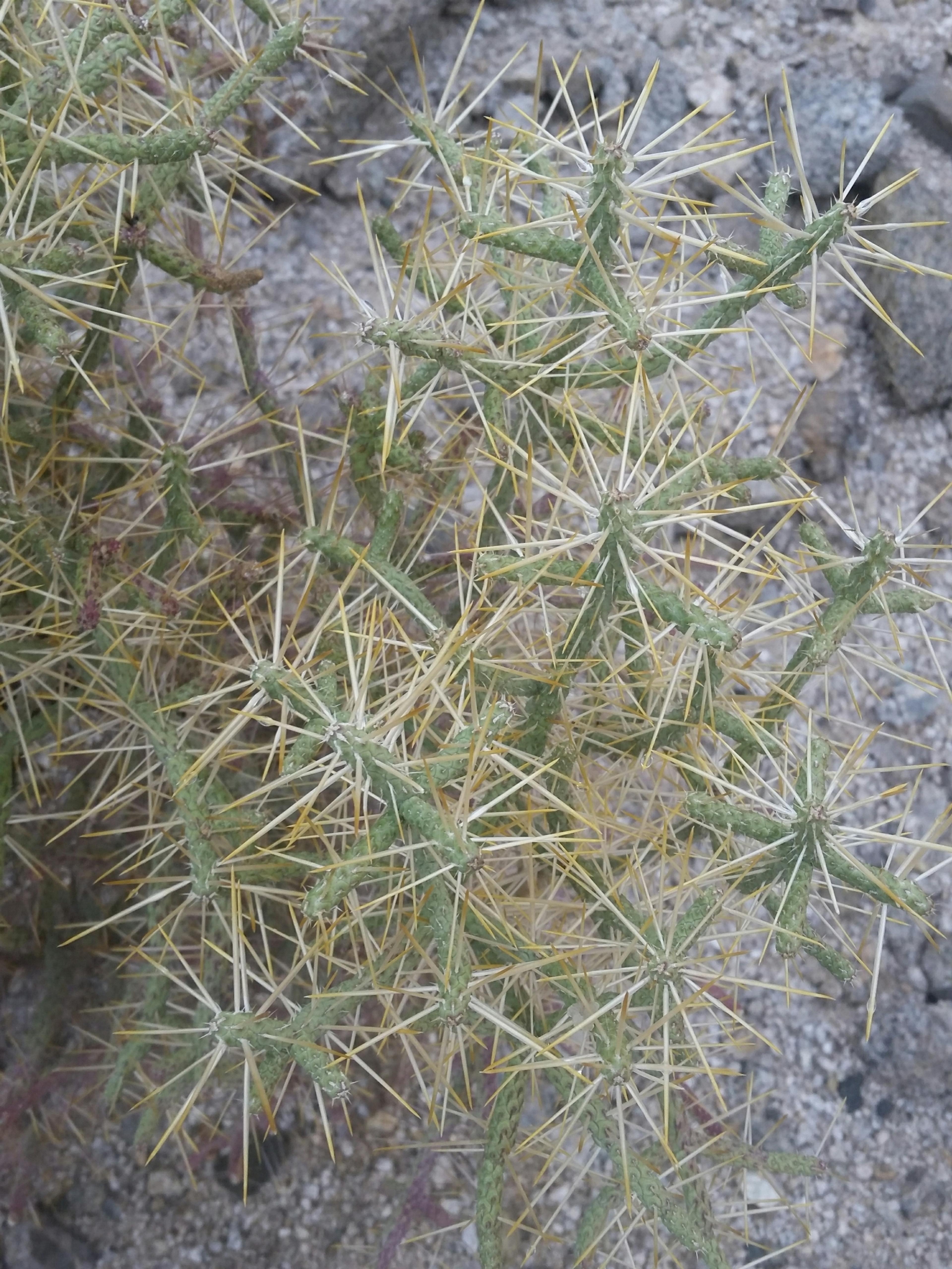 Pencil Cholla (Cylindropuntia Arbuscula) — which typically blossom in late spring to early summer