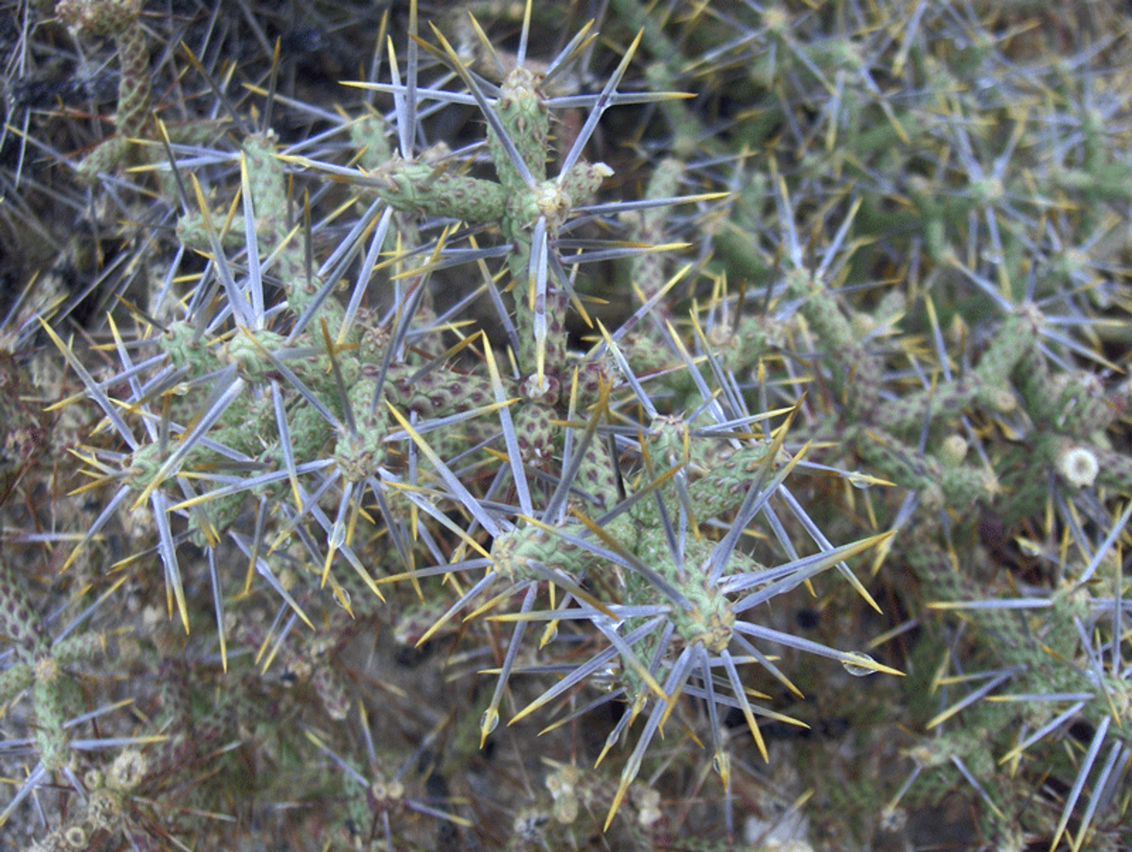 Pencil Cholla (Cylindropuntia Arbuscula) — are a striking contrast against its green to purplish stems; to accommodate its mature spread and prevent accidental