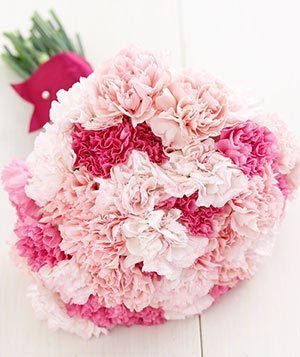 24 Light and Dark Pink Carnations