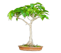 Ficus Religiosa