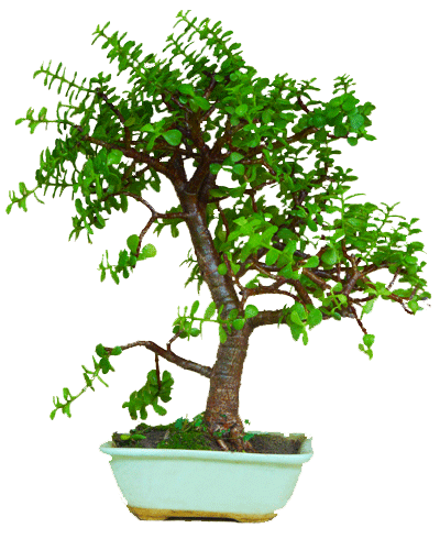 Shining Bonsai