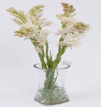 Tuberose in Vase