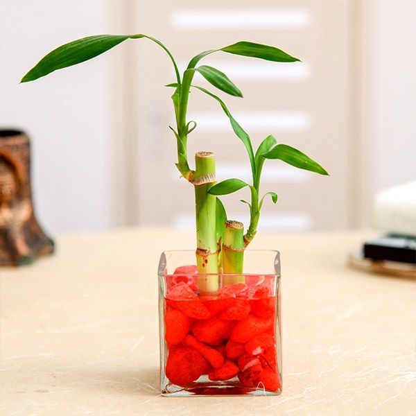 2 Lucky Bamboo Stalks in Cube Vase