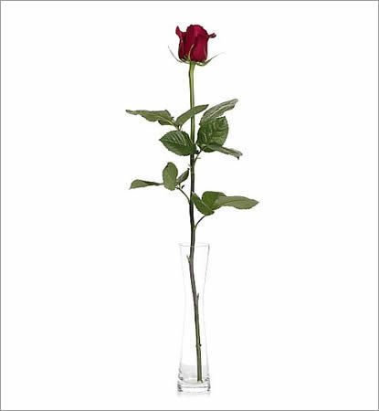 Single Rose in a Beautiful Glass Vase