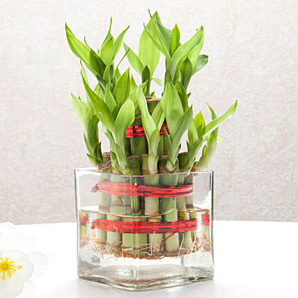 Lucky Bamboo in Square Vase
