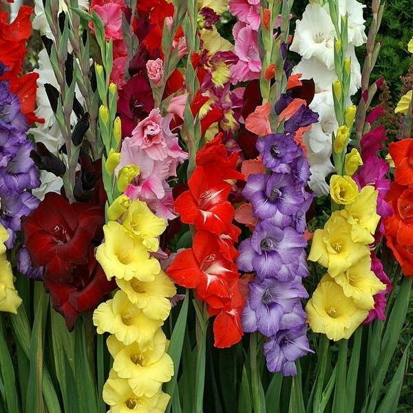 Multicolour Gladiolus 5 Bundles