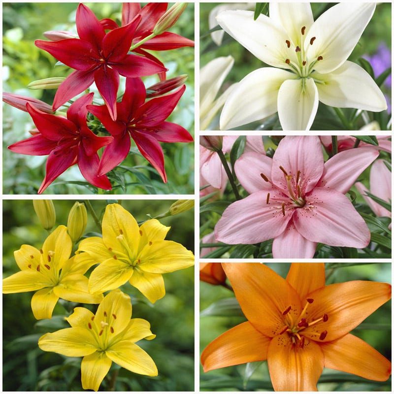 Asiatic Lilies in Bulk 5 Bundles 5 Shades