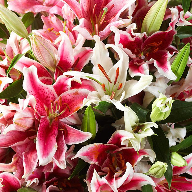 Oriental Lilies in Bulk 3 Bundles